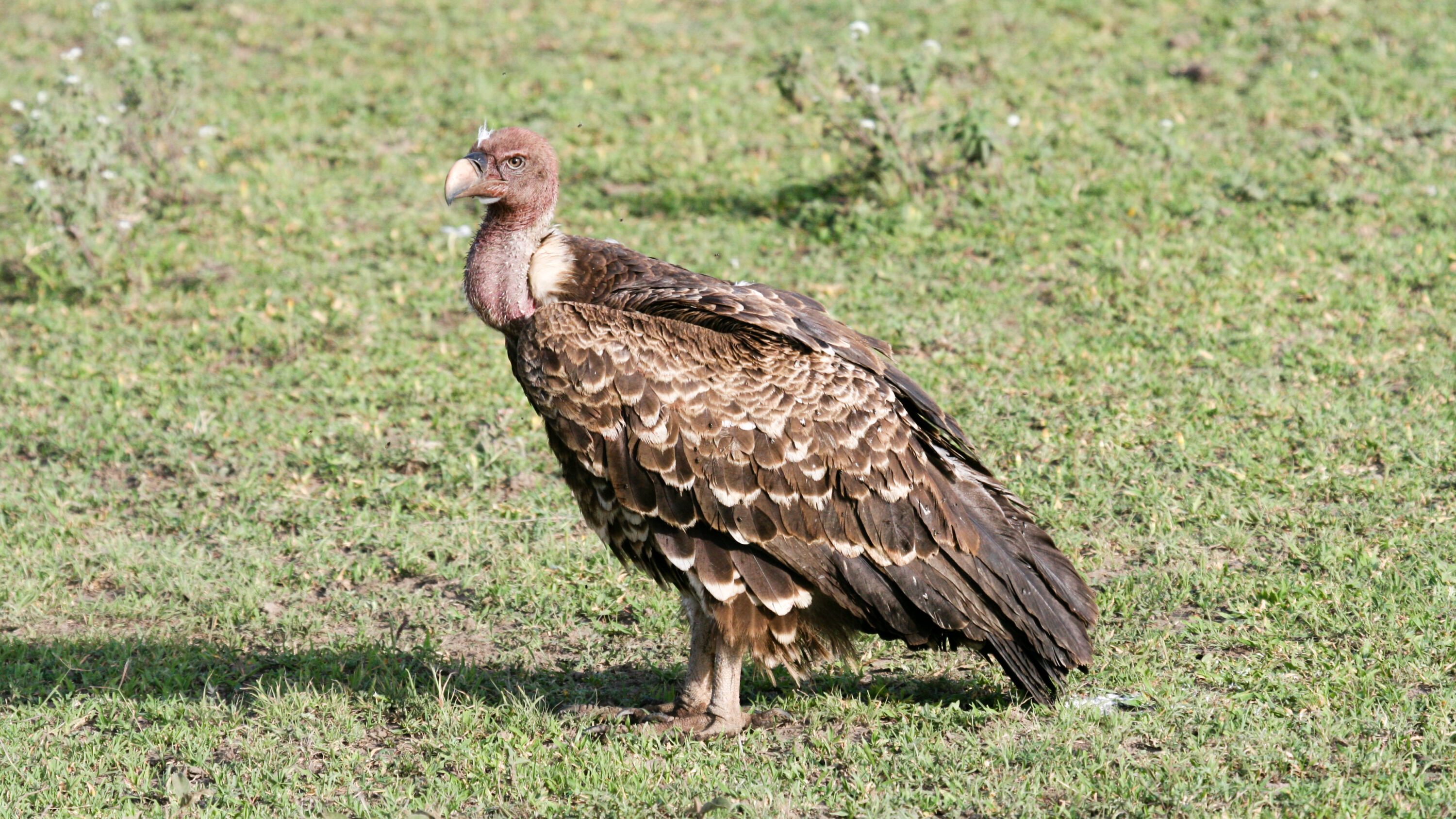 White-backed Vulture standing on short grass in the Serengeti
