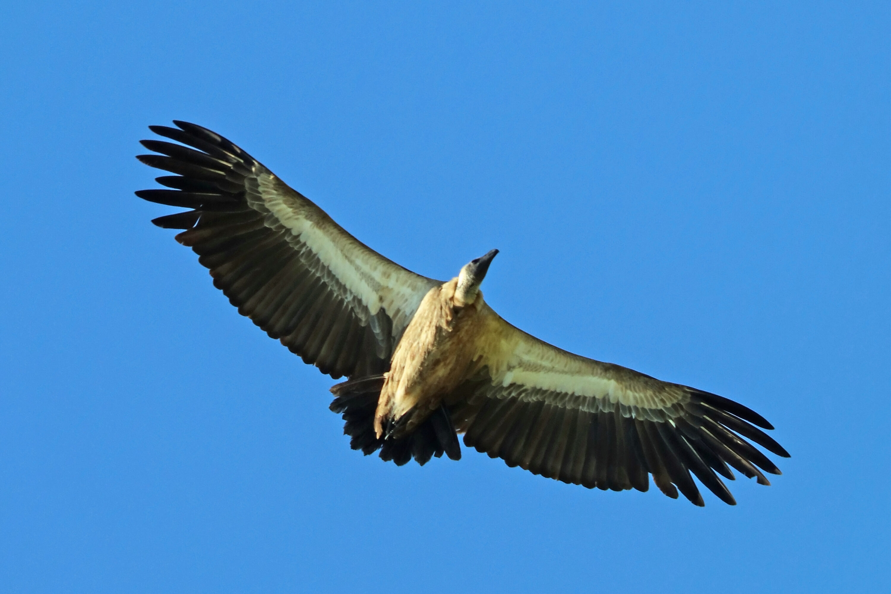 Subadult White-backed Vulture flying against a clear blue sky