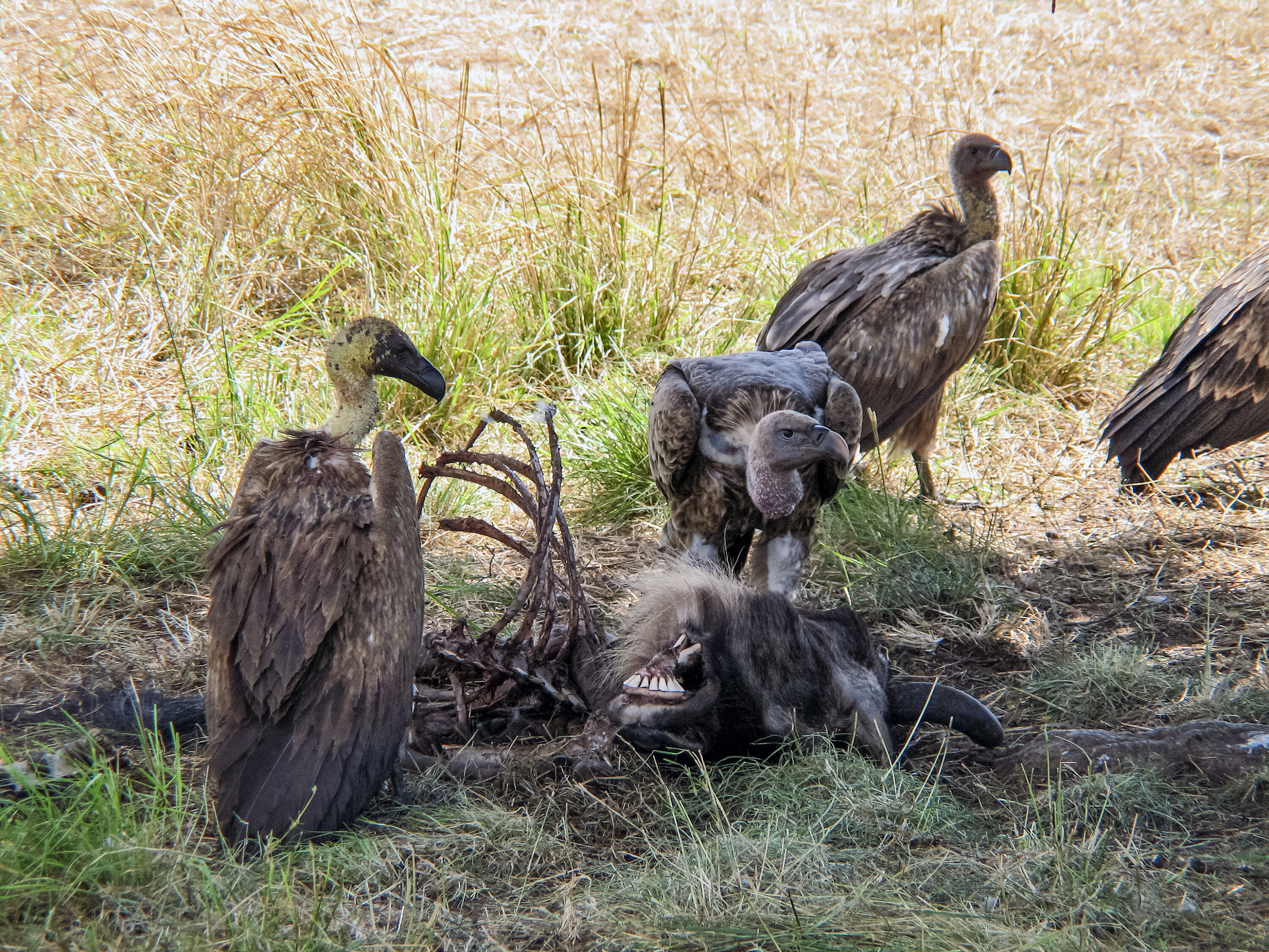 Several White-backed Vultures gathered around a wildebeest carcass