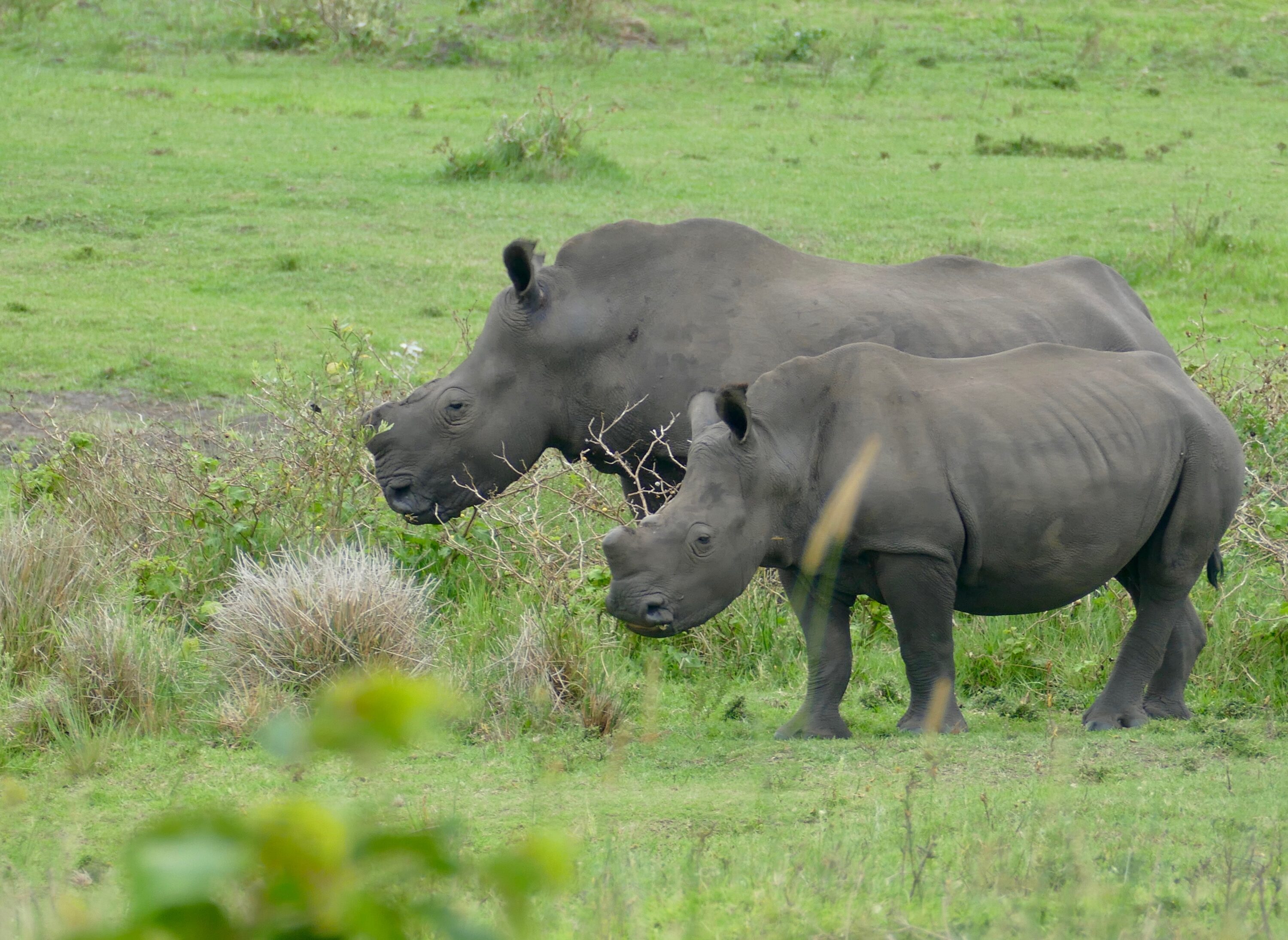 Dehorned white rhinoceros female and young in iSimangaliso Wetland Park, South Africa
