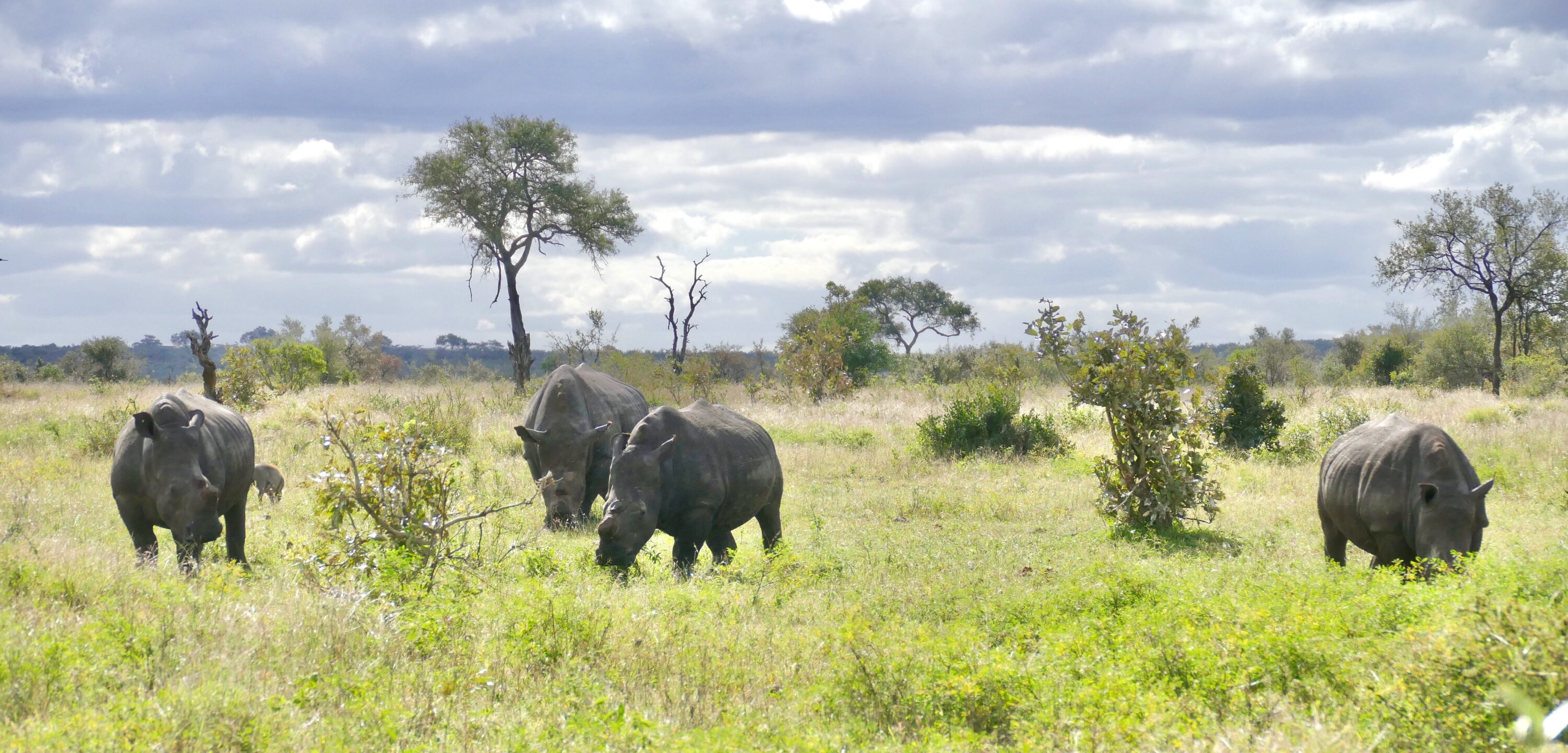 Herd of white rhinoceroses in South Africa