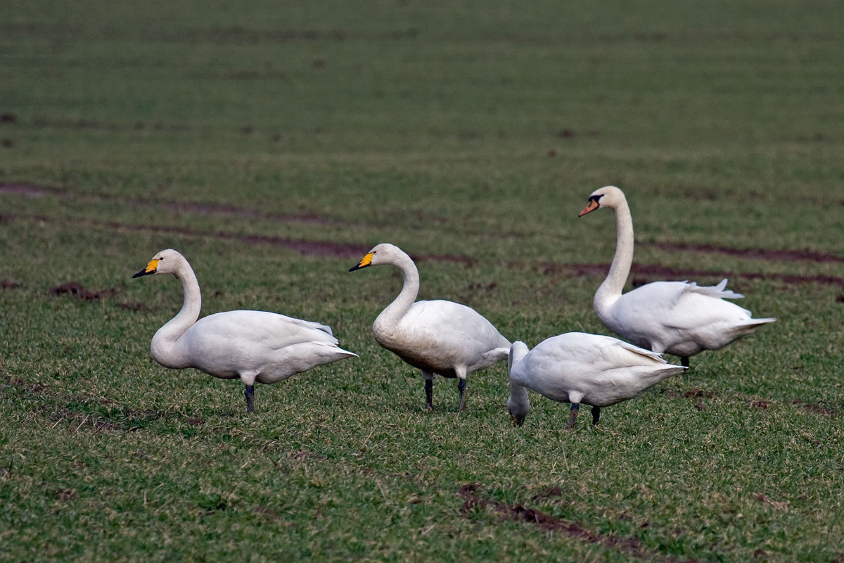 Three whooper swans and one mute swan feeding together on grass