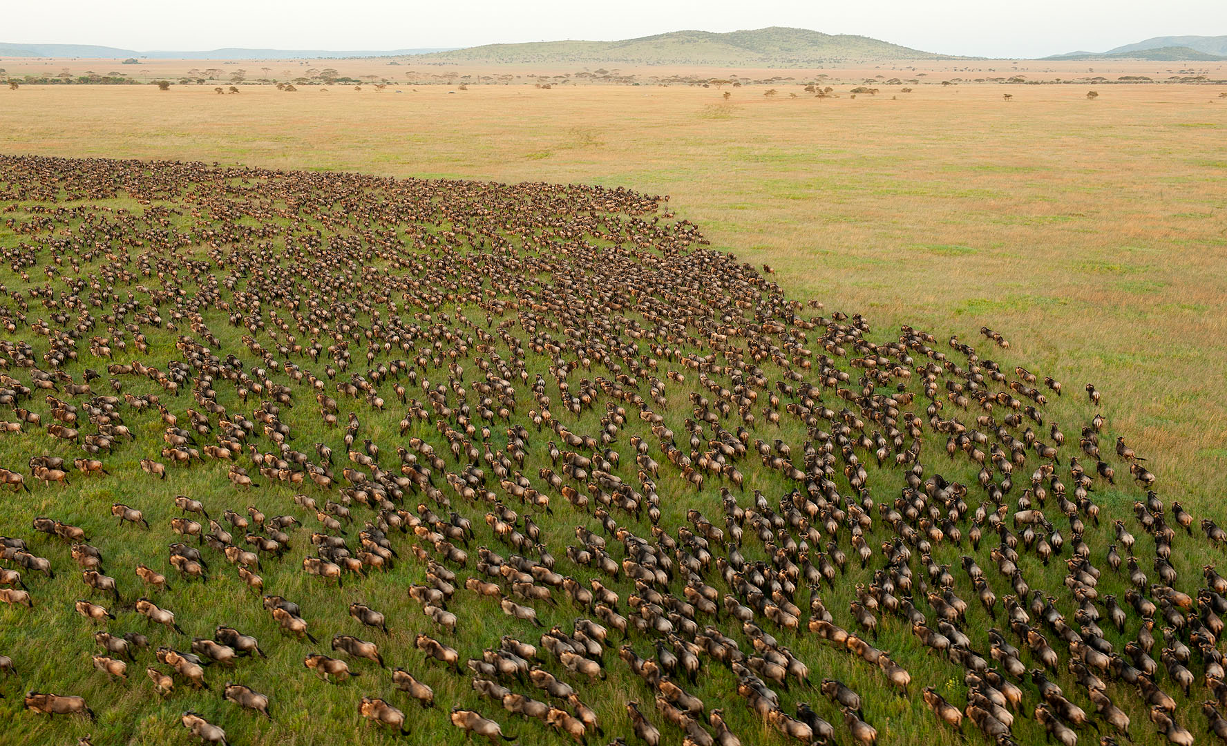 Large herd of migrating wildebeest on the Serengeti plains