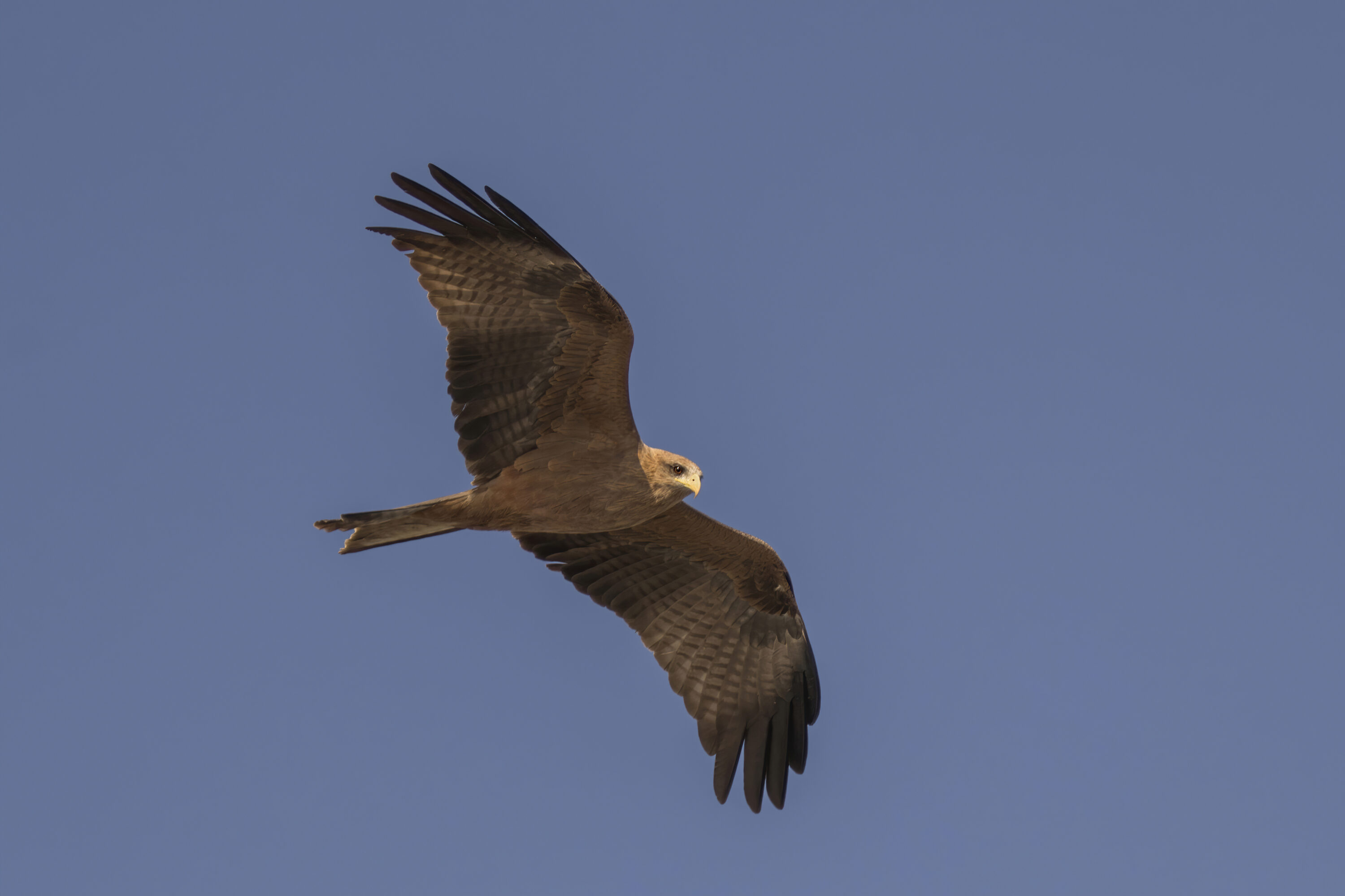 Yellow-billed kite in flight over Lake Ziway, Ethiopia
