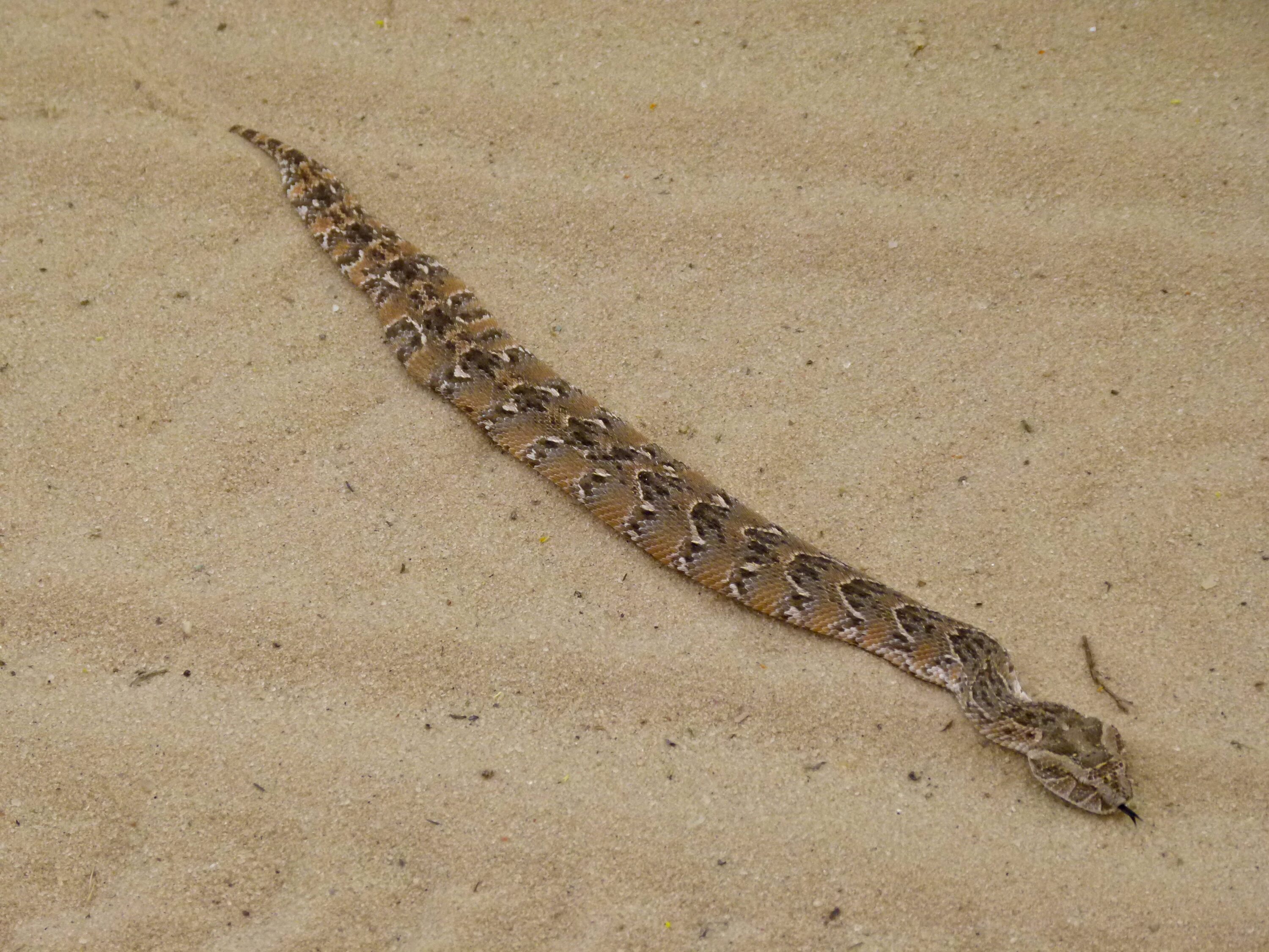 Young puff adder stretched across sandy ground in Kgalagadi Transfrontier Park