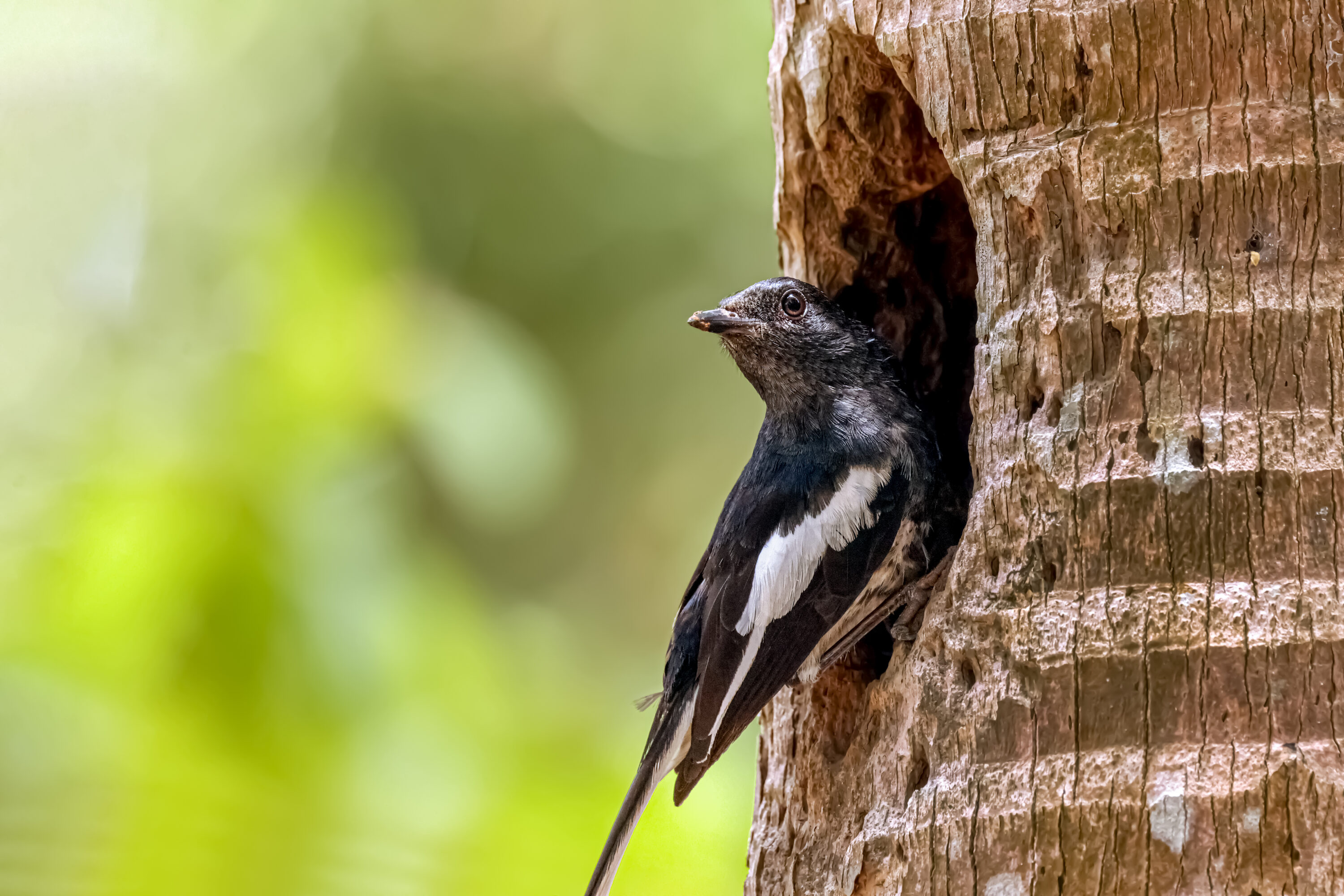 Oriental Magpie-Robin at a natural tree cavity