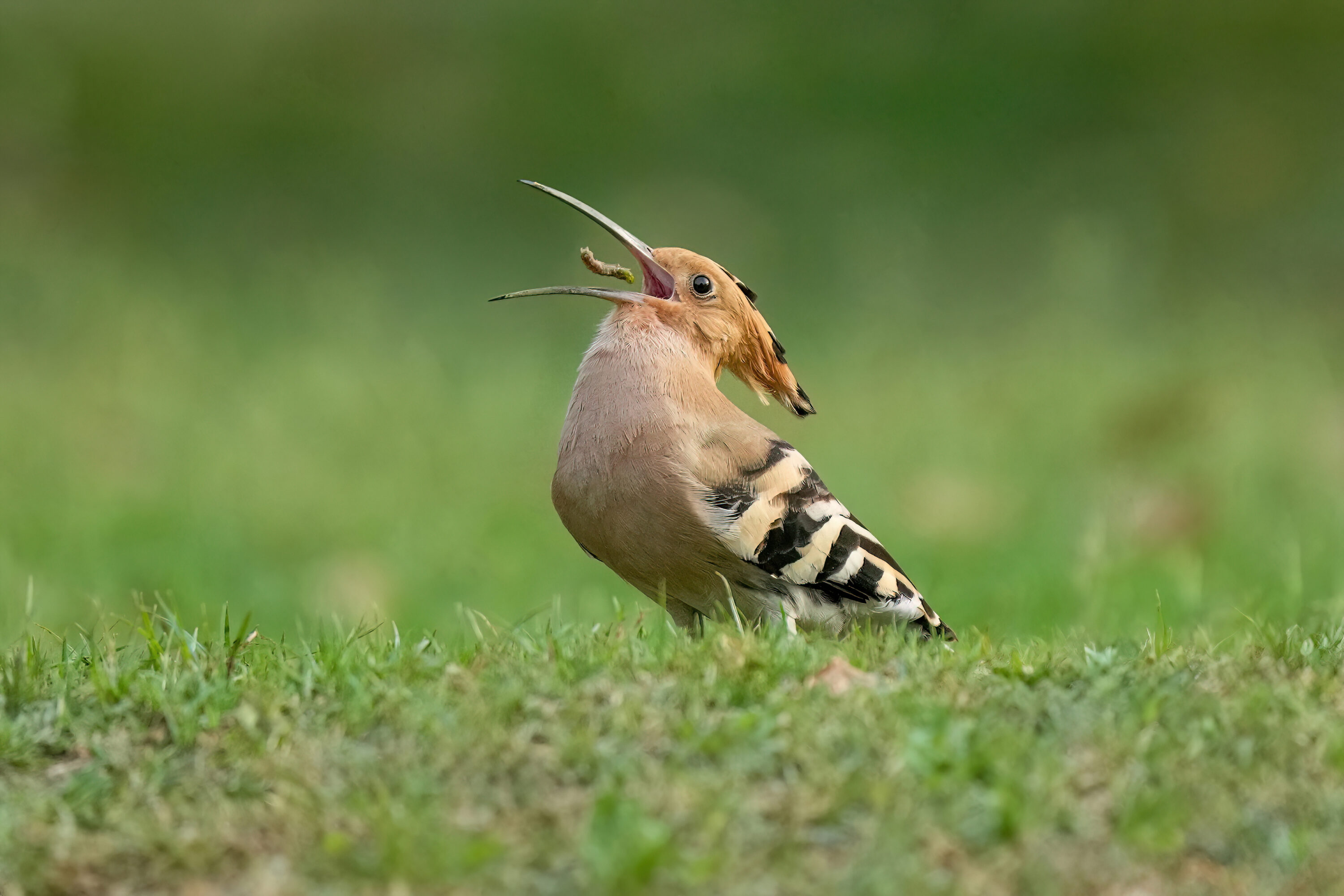 Eurasian hoopoe feeding in Keoladeo National Park, India