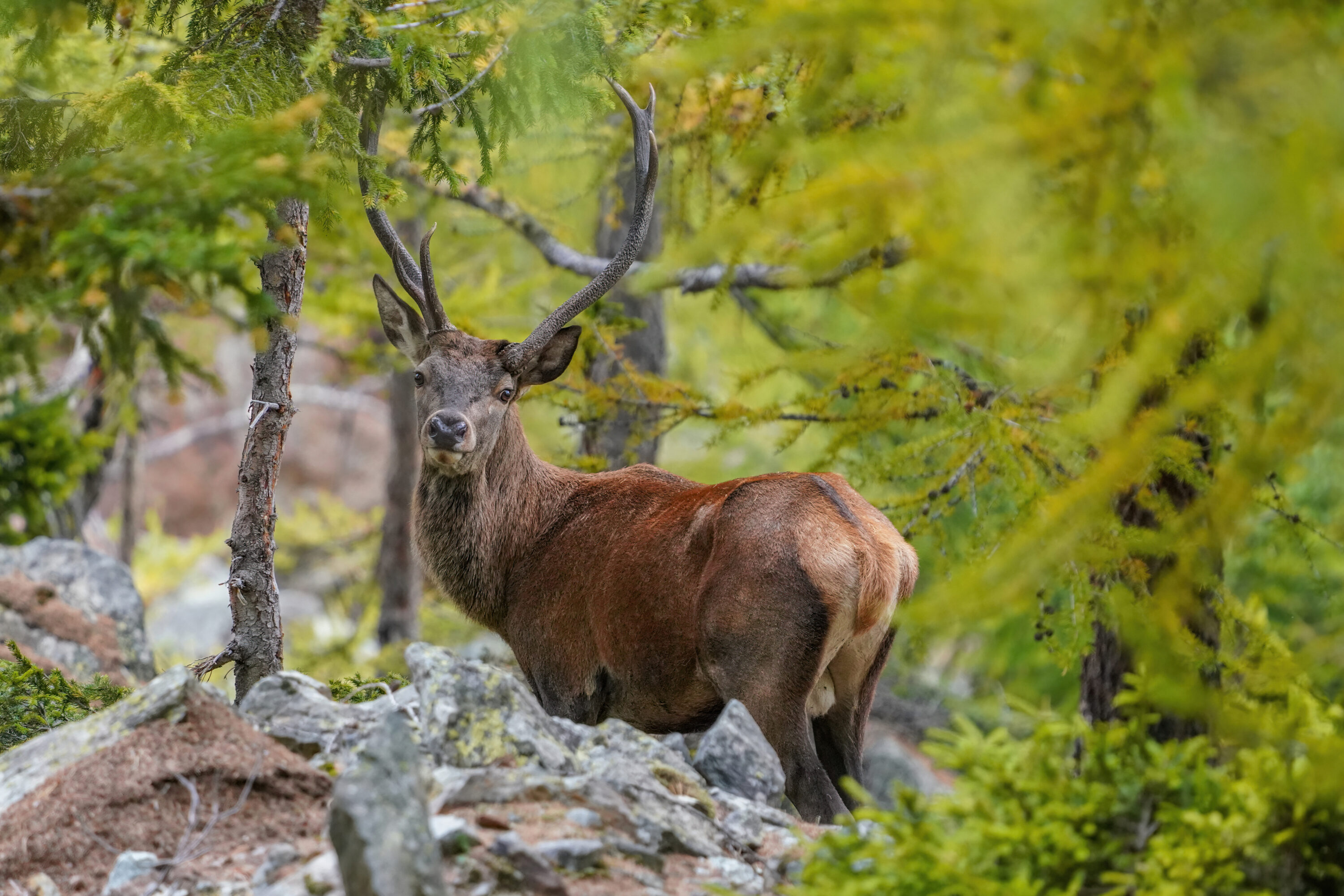 Wild adult red deer stag standing among rocks and larch trees