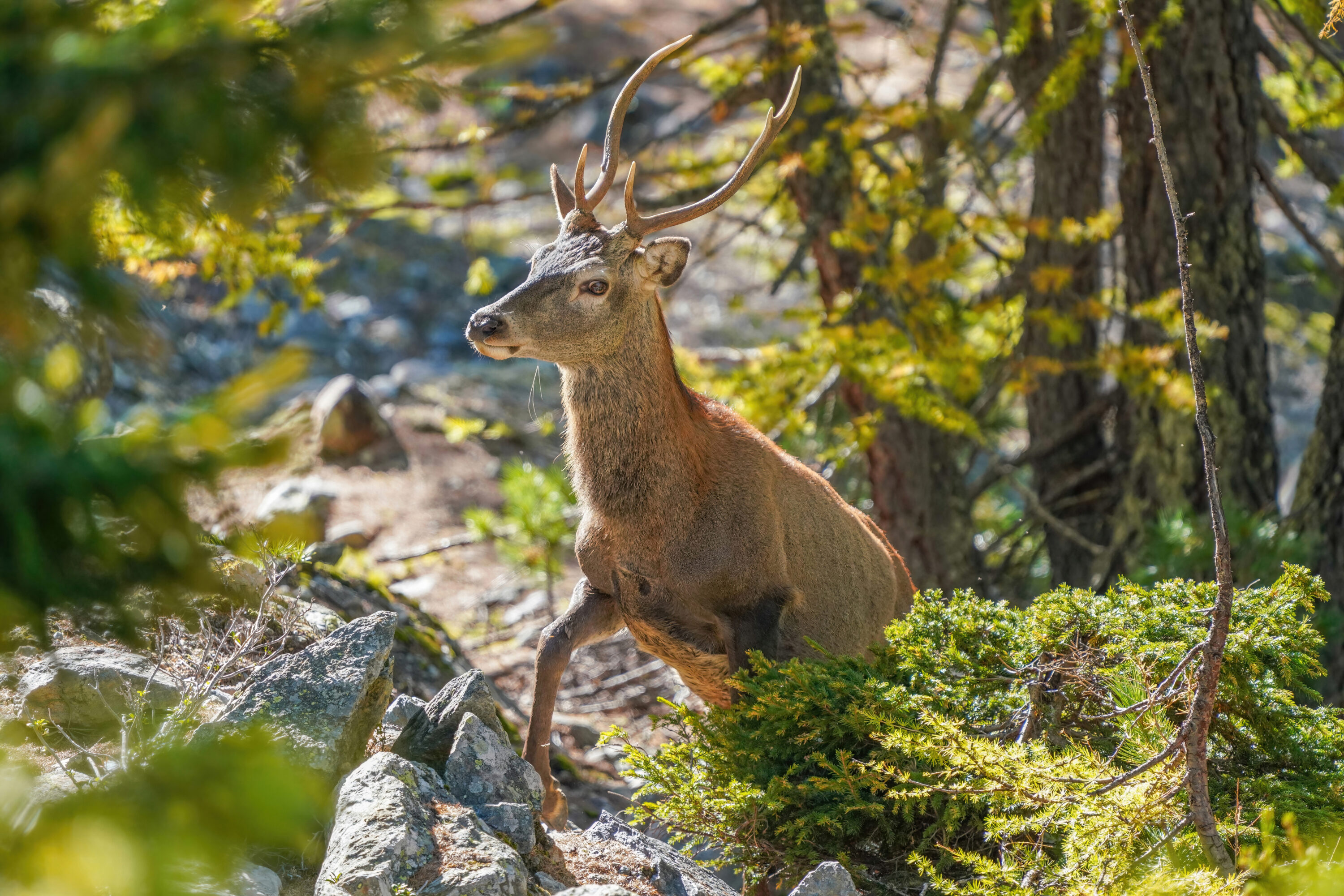 Young wild red deer standing in the Aletsch Forest Nature Reserve