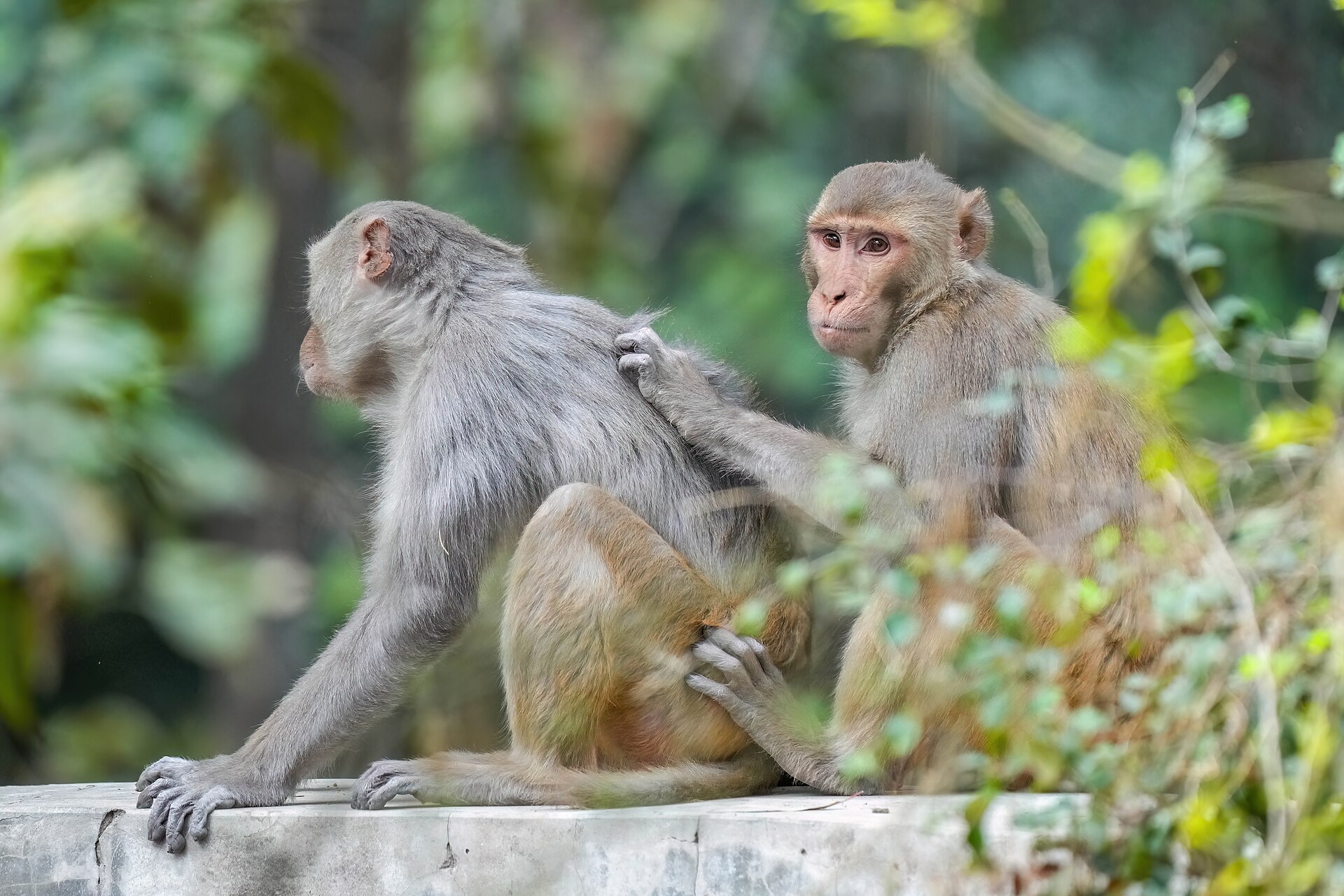 Rhesus macaques grooming in Keoladeo National Park, India