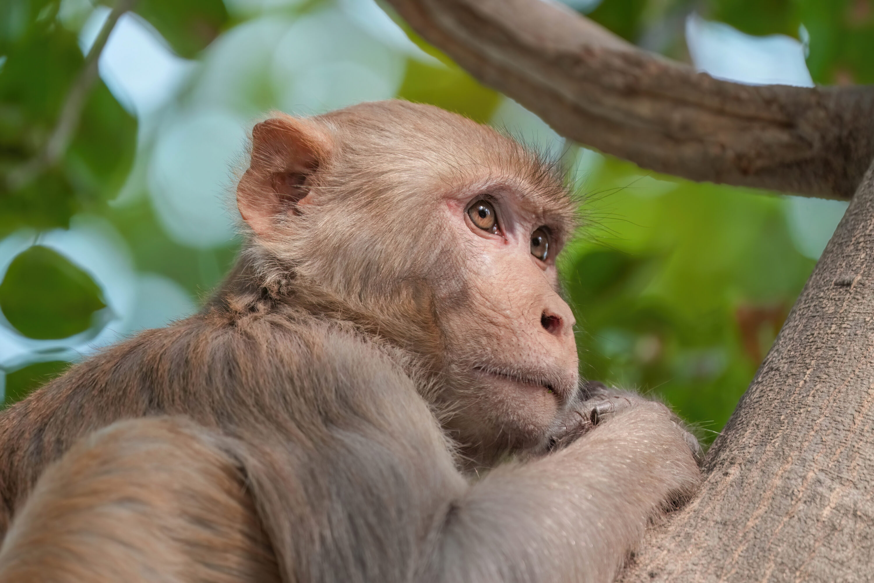 Rhesus macaque in Keoladeo National Park, India