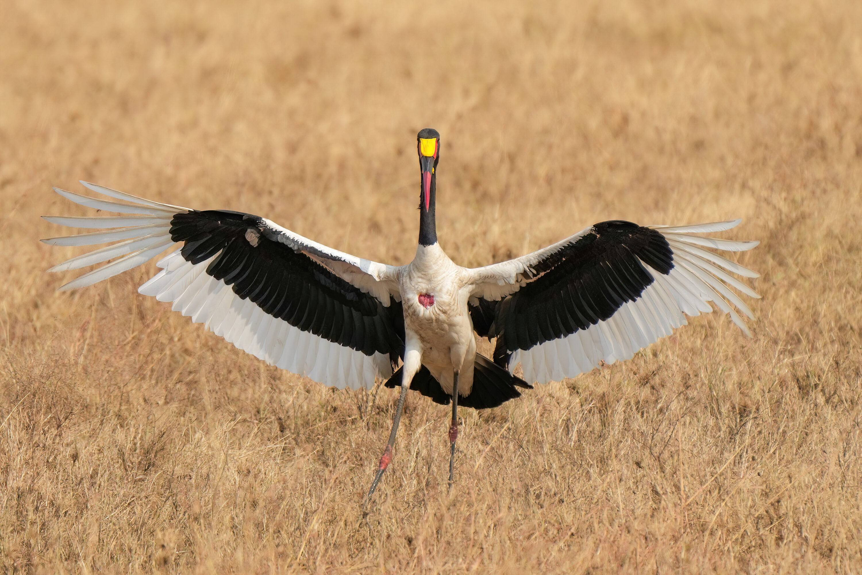 Wild saddle-billed stork spreading its wings in Serengeti National Park