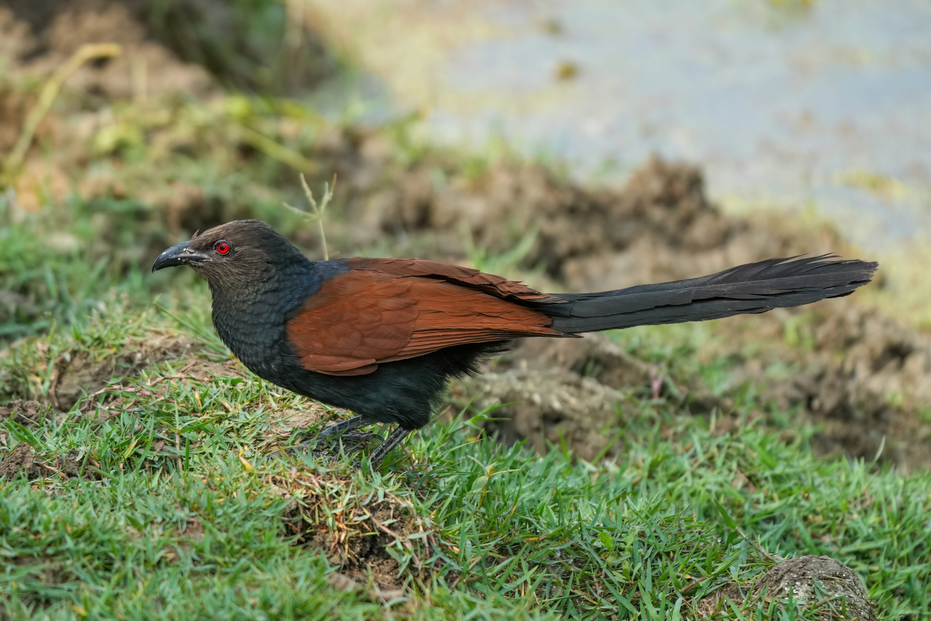 Greater coucal in Keoladeo National Park, India