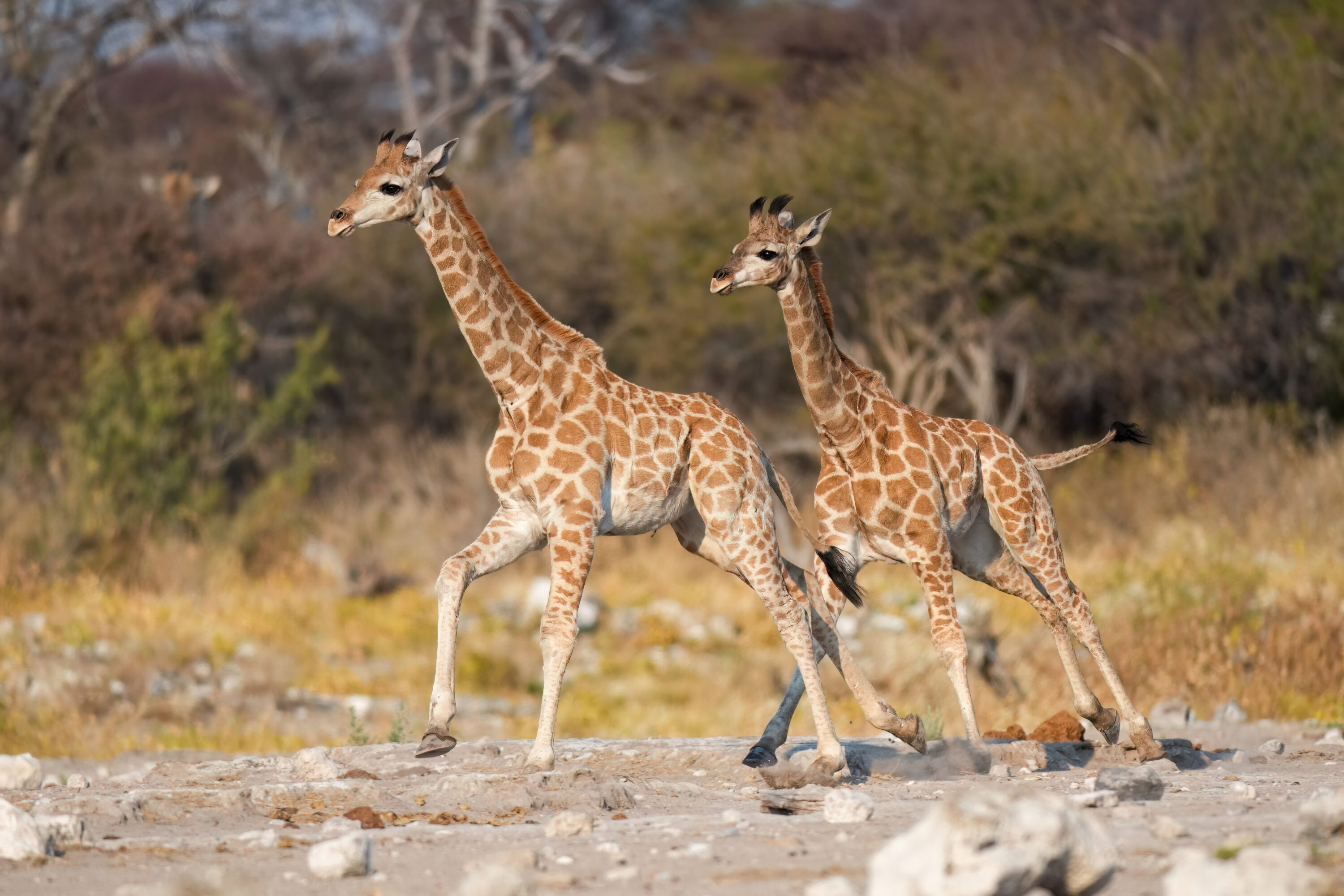 Two juvenile Angolan giraffes running in Etosha National Park