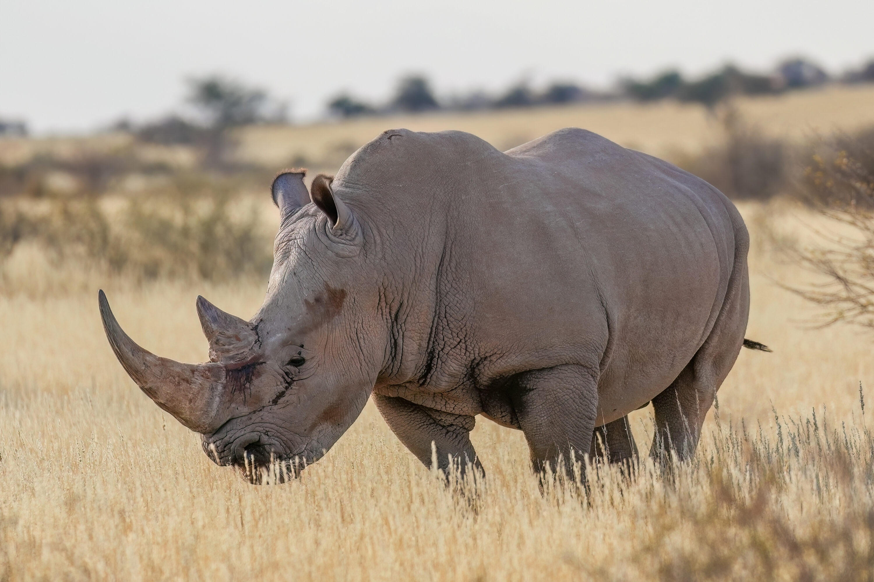 Male white rhinoceros in the Kalahari Desert of Namibia