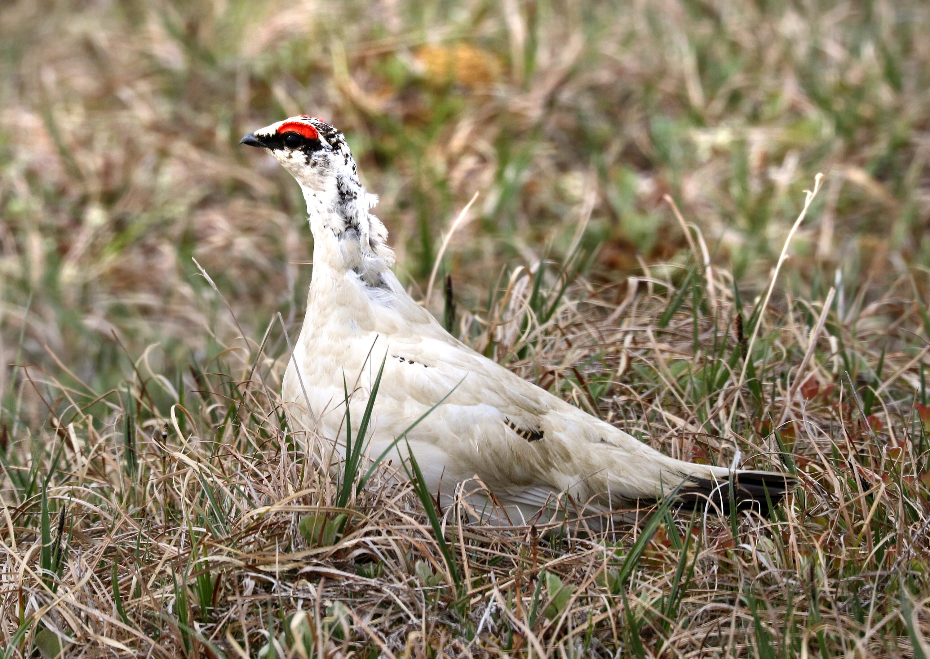 Rock ptarmigan on tundra vegetation near Nome, Alaska