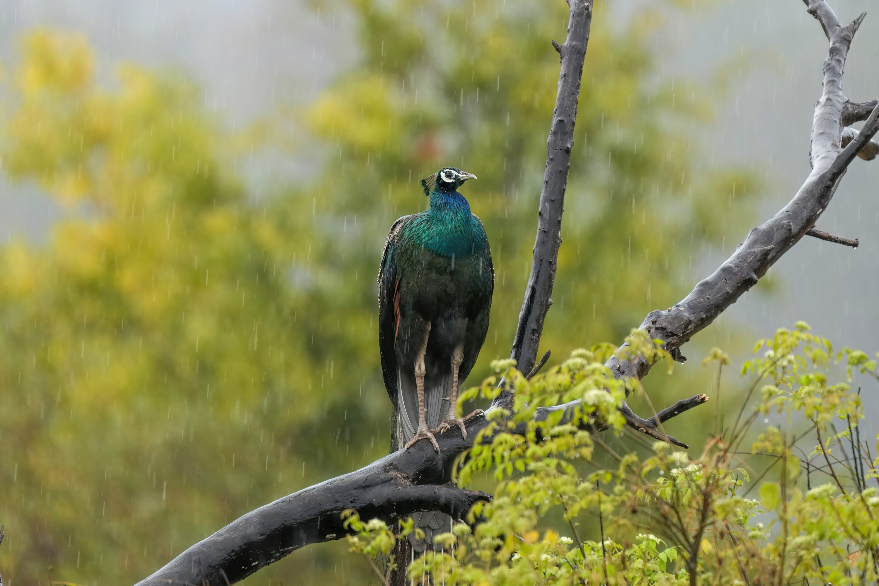 Indian peafowl in the rain in Jim Corbett National Park, India