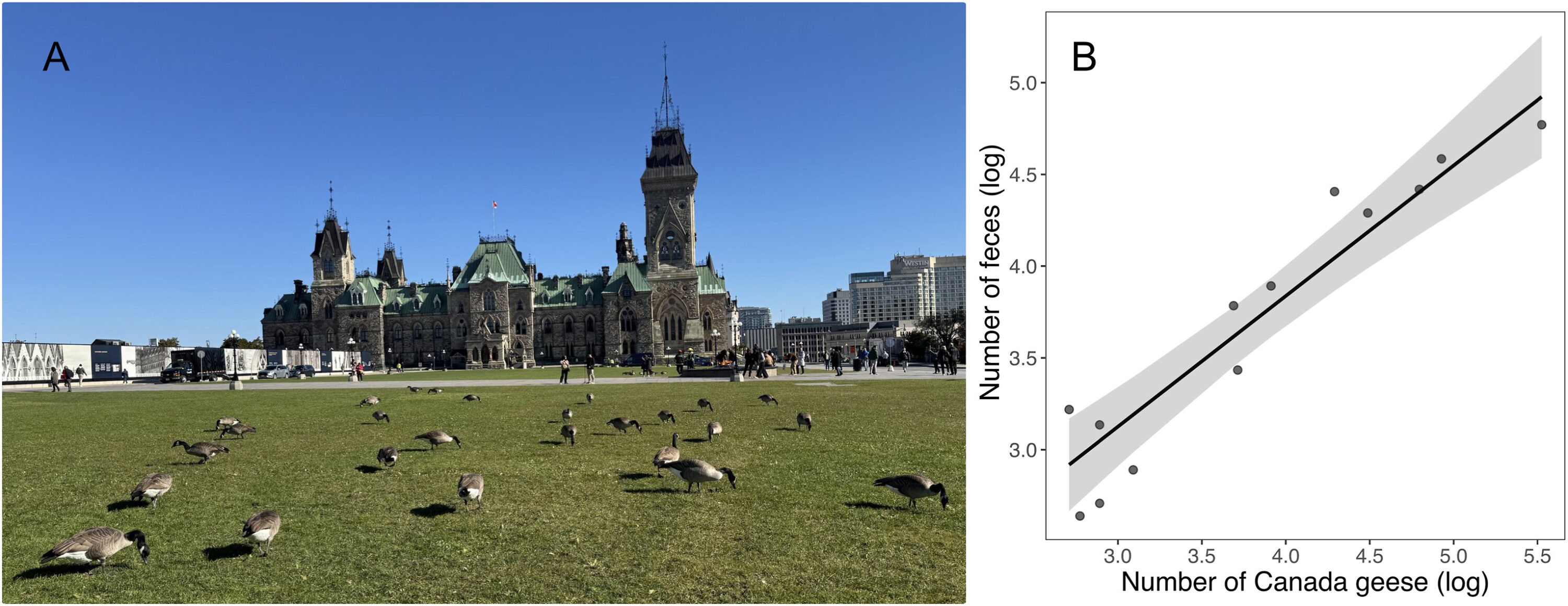 Kanadagjess ved Parliament Hill og sammenhengen mellom antall gjess og ekskrementer