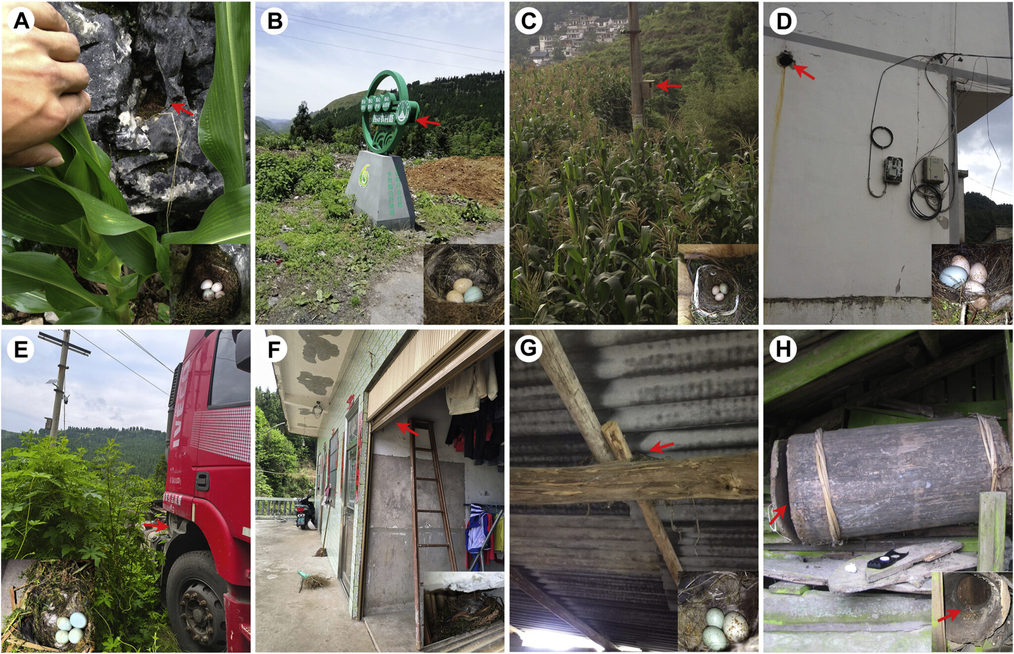 Examples from the study of common cuckoo parasitism of Daurian redstart nests in natural and human-made sites