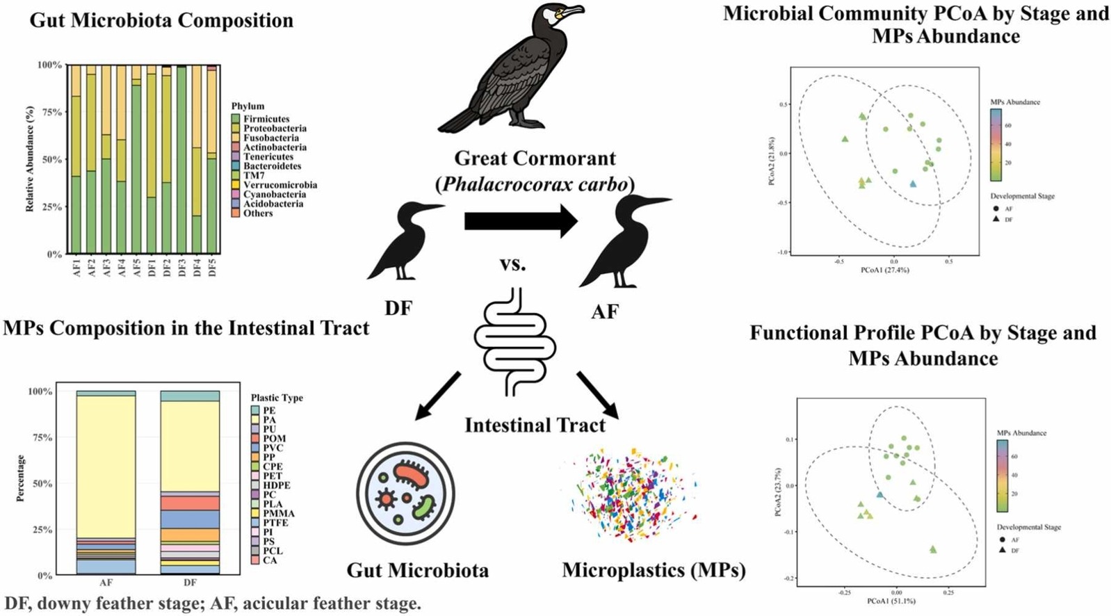 Graphical overview of microplastics and gut microbiota in great cormorant nestlings