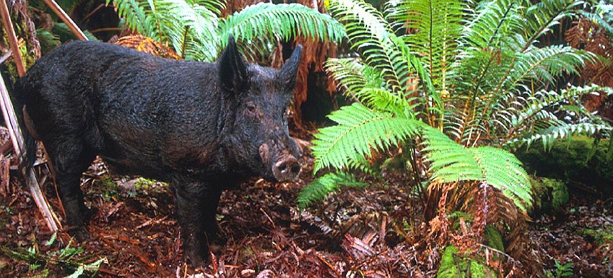 Feral pig standing among dense green vegetation in Hawaiʻi