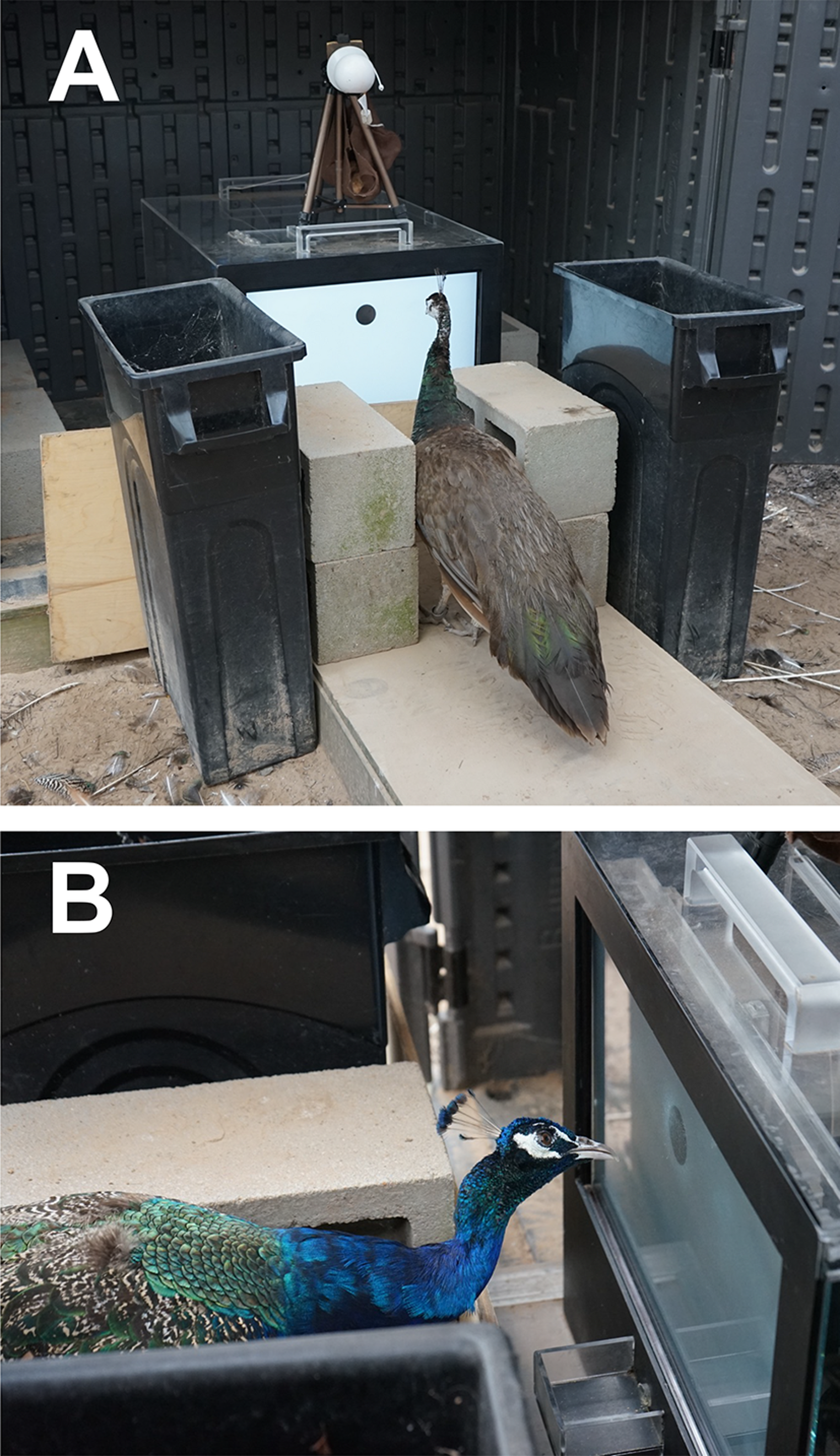 Peafowl participating in the touchscreen numerical-discrimination experiment
