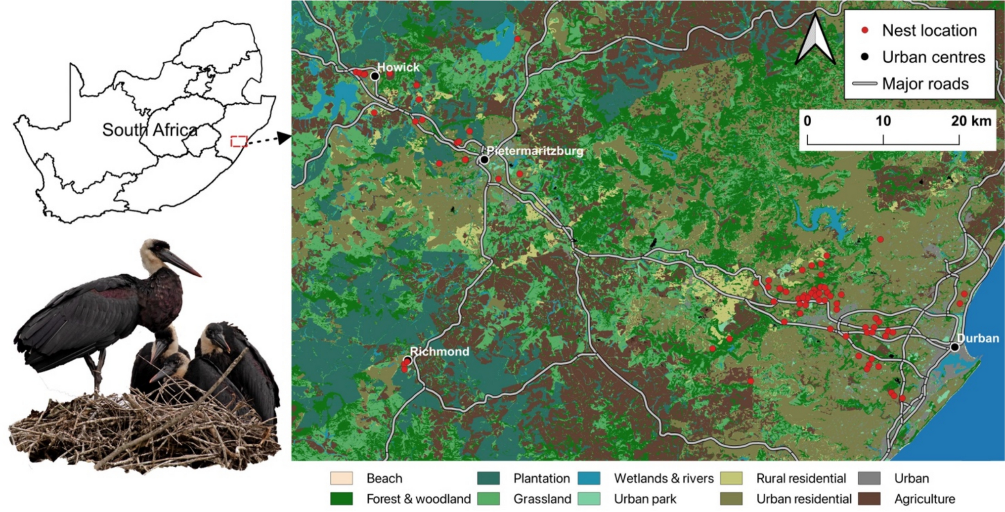 Kart over reirplasser for dunhalsstork i KwaZulu-Natal med innfelt bilde av en stork