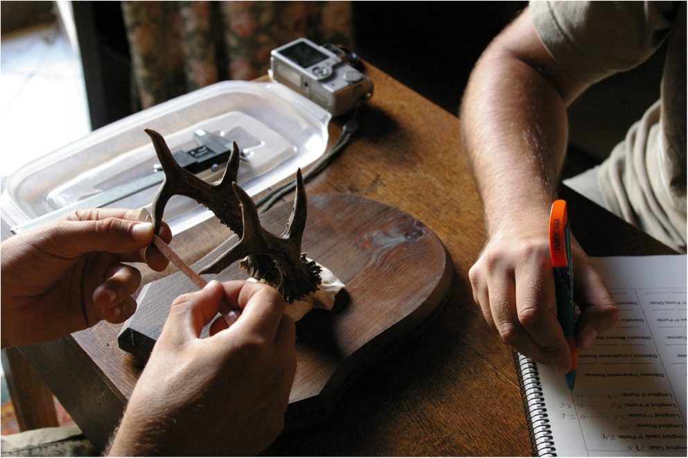 Researchers measuring the antlers of an Andalusian roe deer trophy