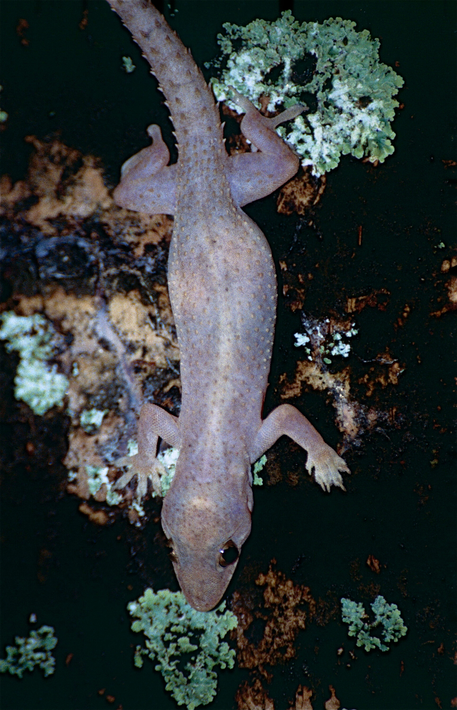 Tropical house gecko photographed in French Guiana