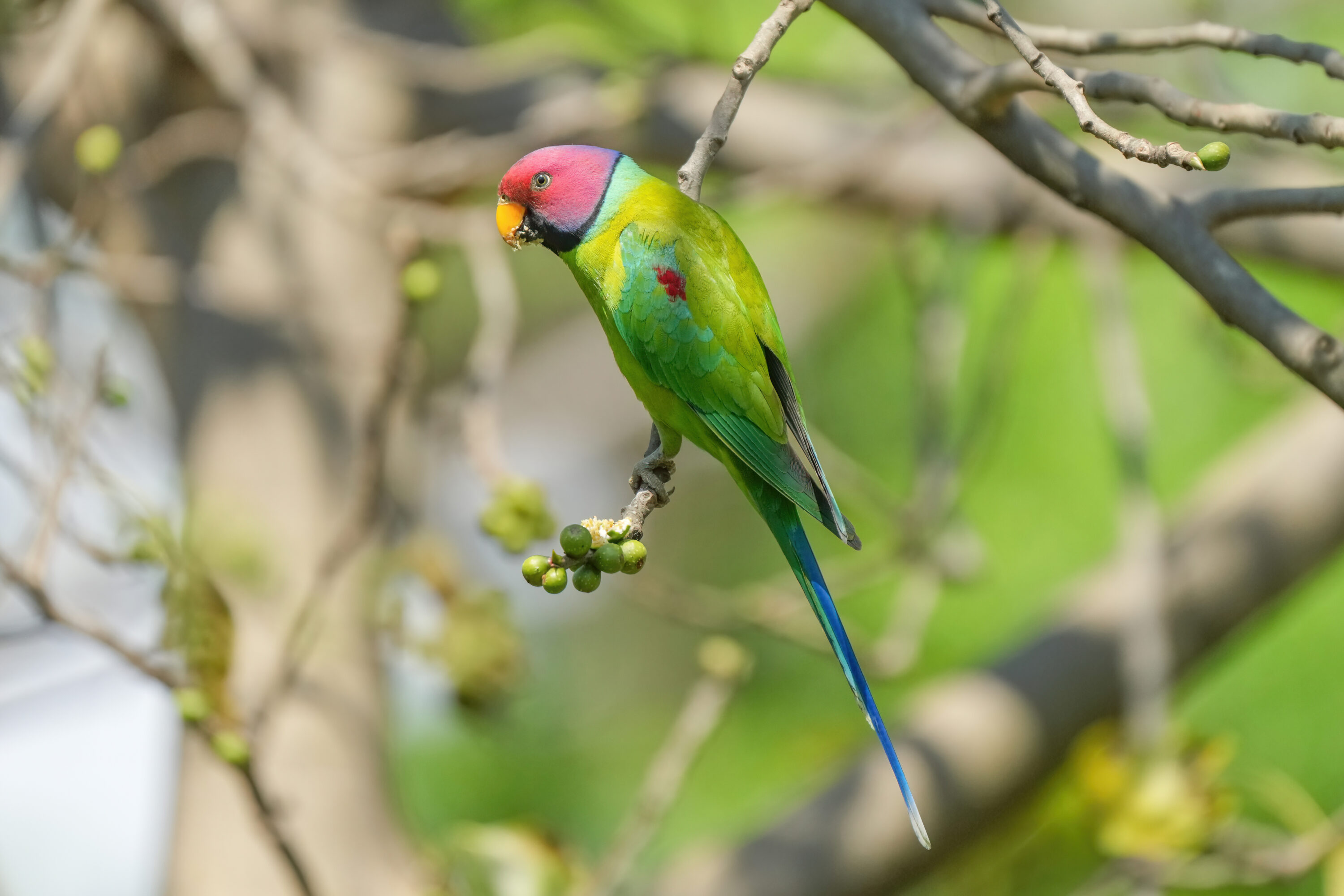 Male plum-headed parakeet feeding on a branch in Jim Corbett National Park