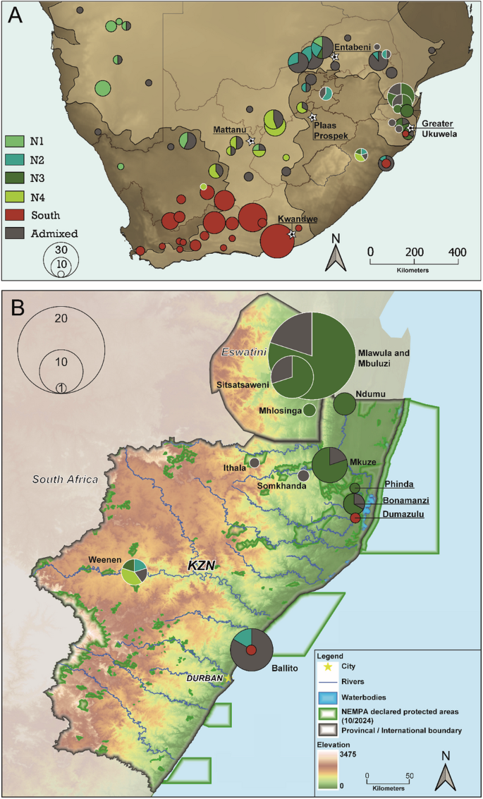 Genetic clusters and release sites for leopard tortoises in southern Africa