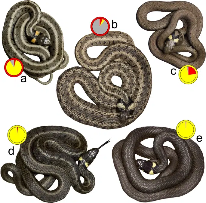 Grass snakes from Berlin showing colour and pattern variation with genetic identity markers