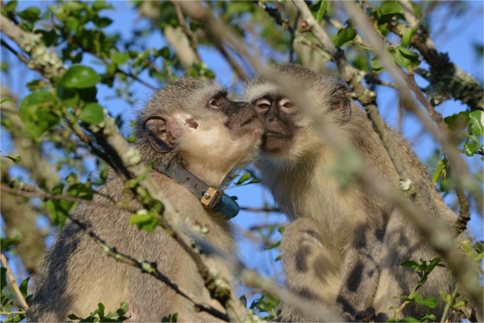 Two wild vervet monkeys engaging in muzzle contact
