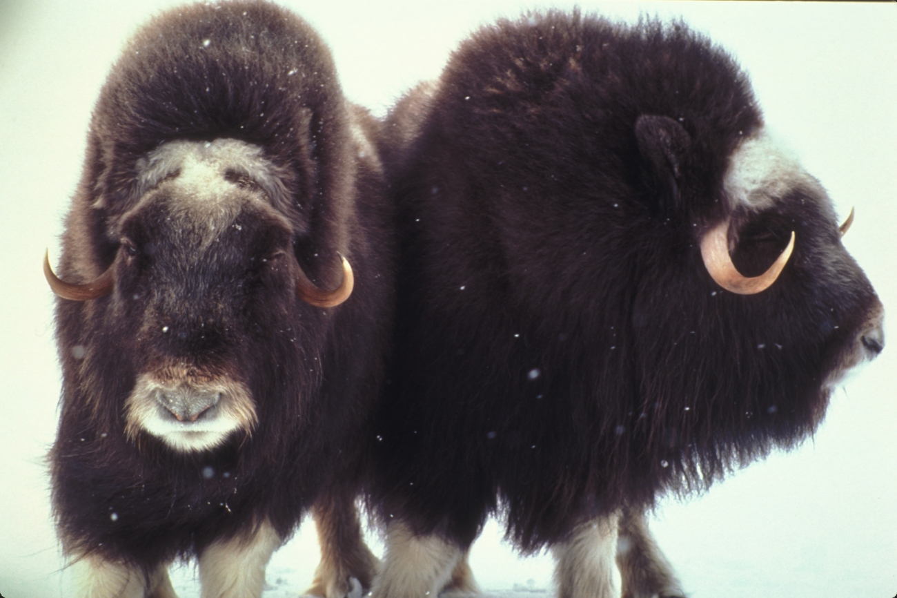 Two muskoxen standing in snow in Alaska