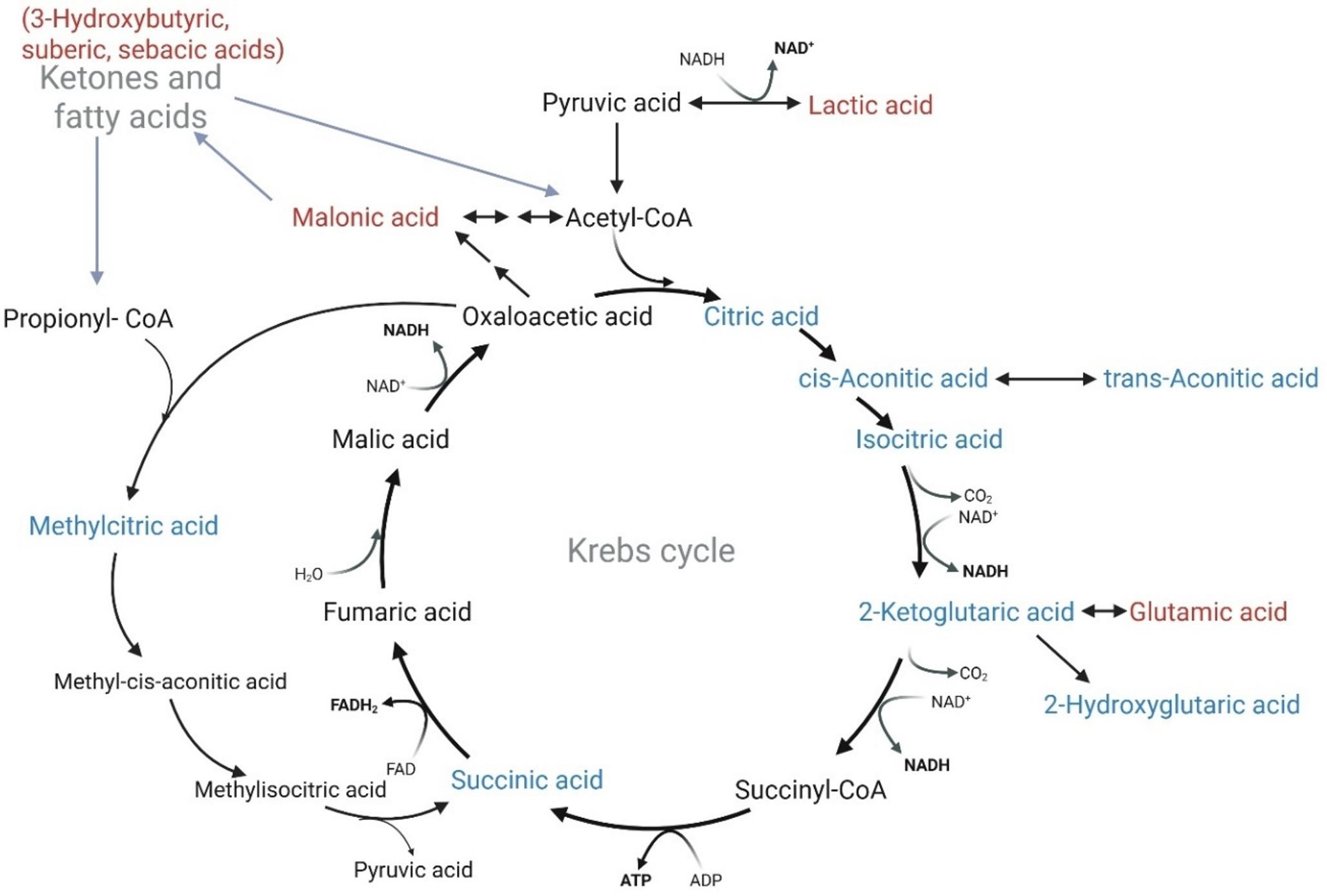 Metabolic pathway diagram showing changes in Krebs-cycle-related compounds in giraffe milk from mid to late lactation