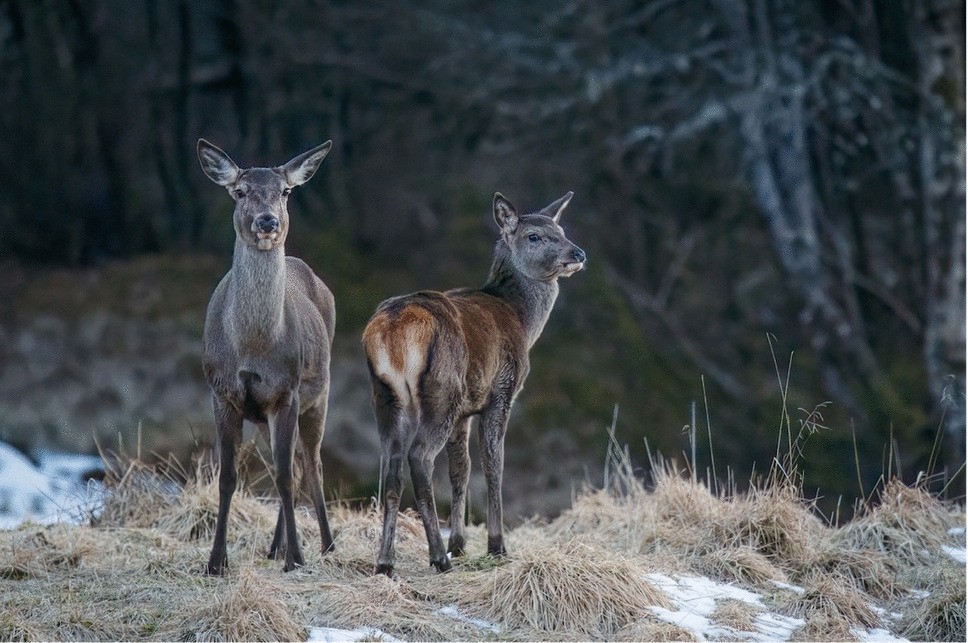 Two female red deer standing at the edge of a Norwegian woodland