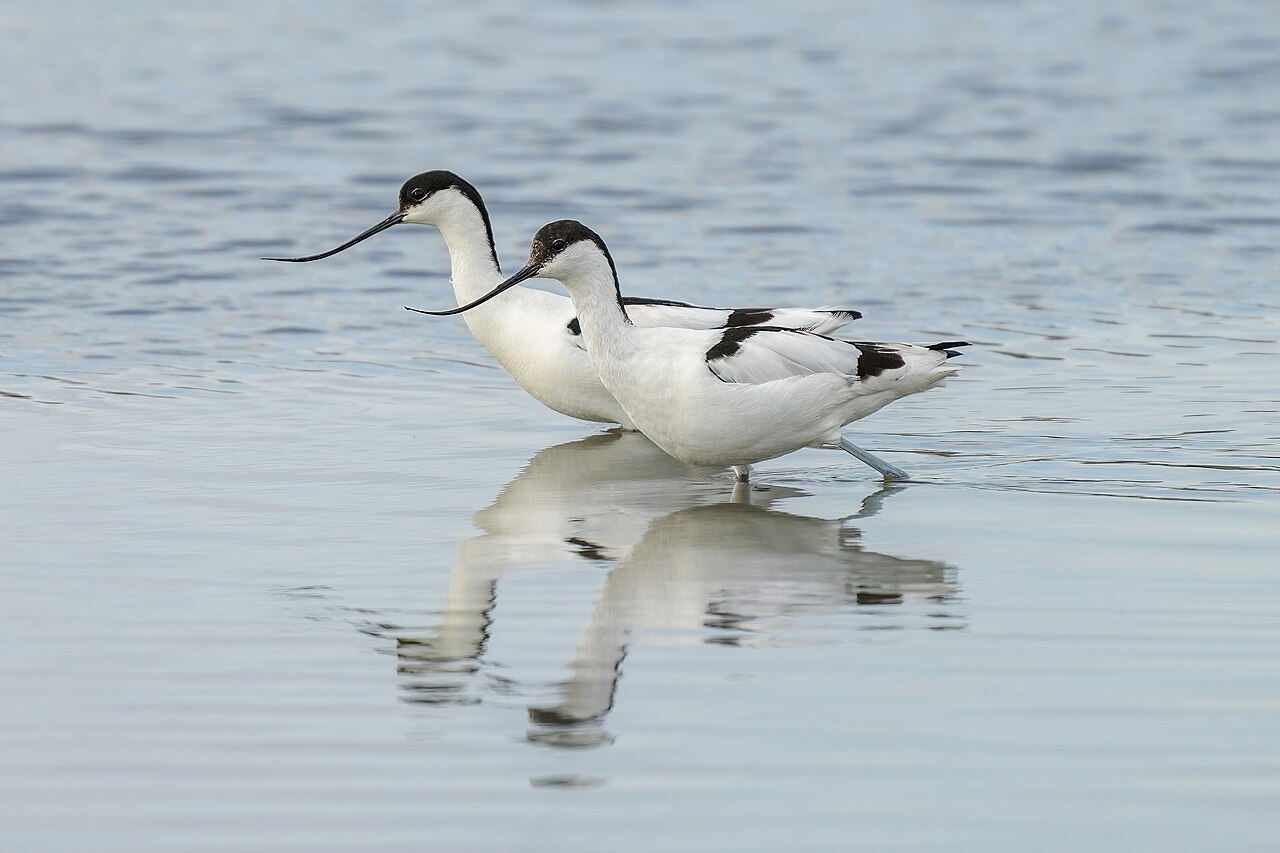 Two pied avocets standing in shallow water