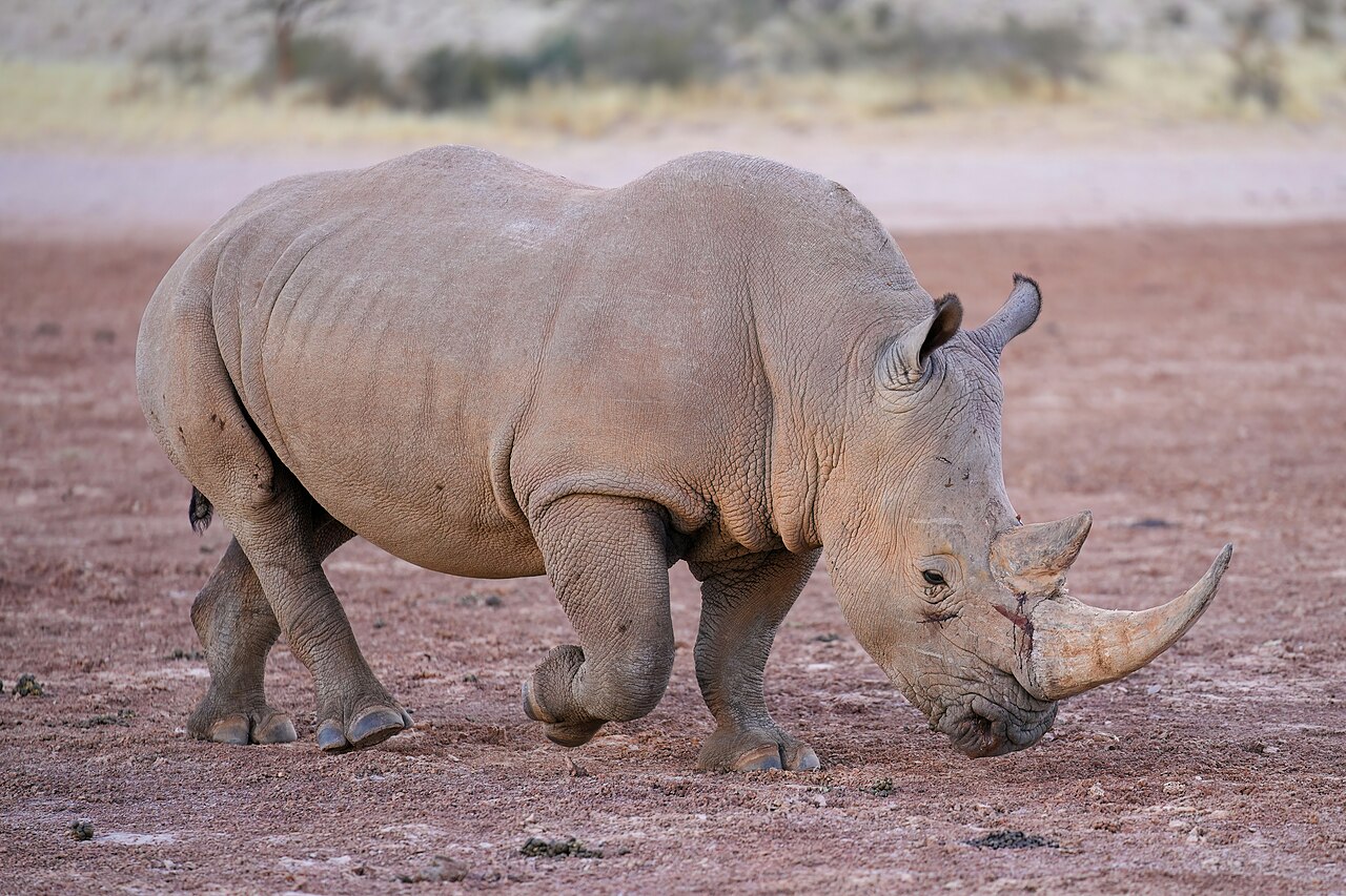 Male white rhinoceros walking in the Kalahari Desert of Namibia