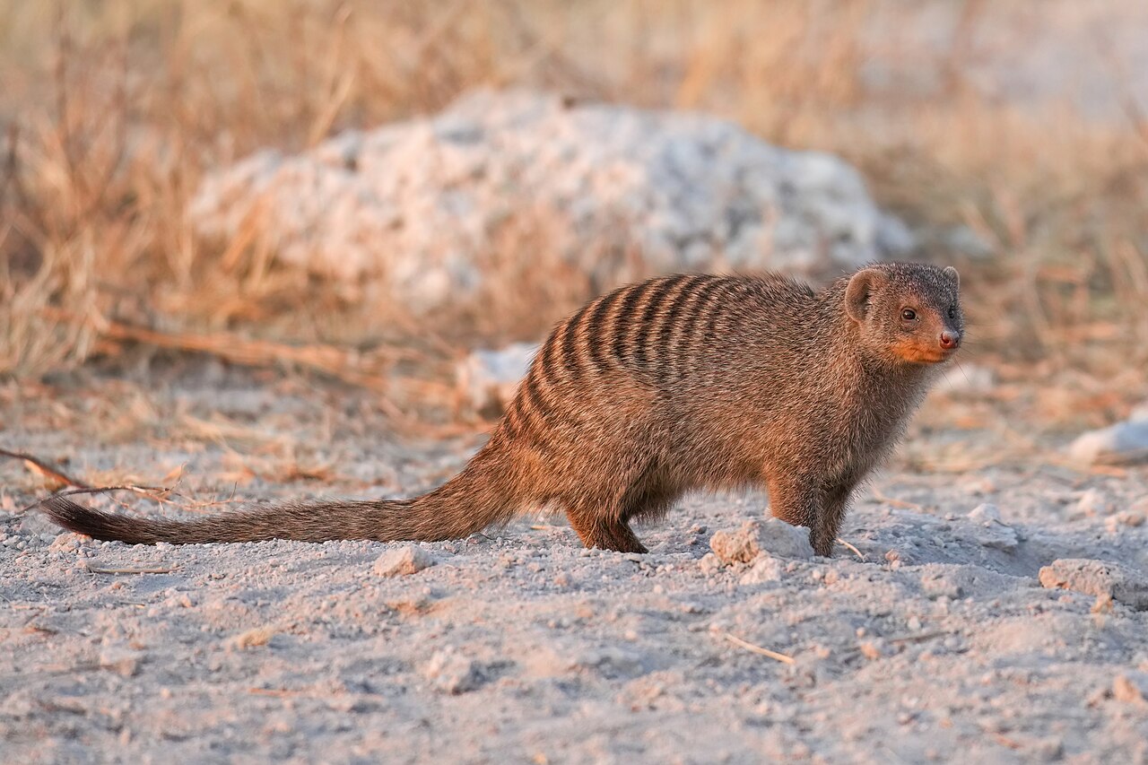 Banded mongoose at sunset in Etosha National Park, Namibia
