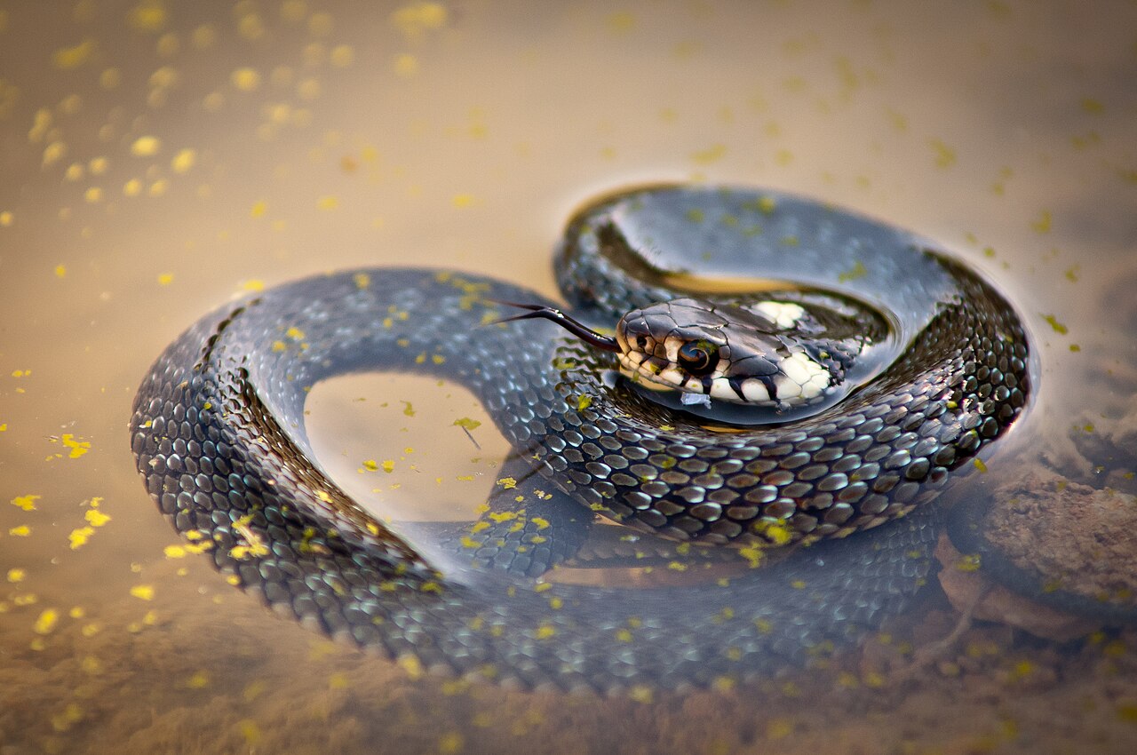 Juvenile grass snake in shallow water in Bavaria