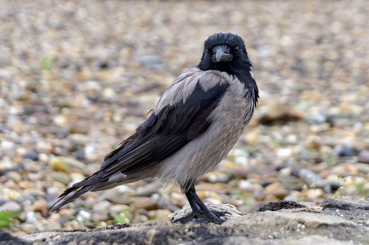 Hooded crow (Corvus cornix) standing on a street in Budapest, Hungary