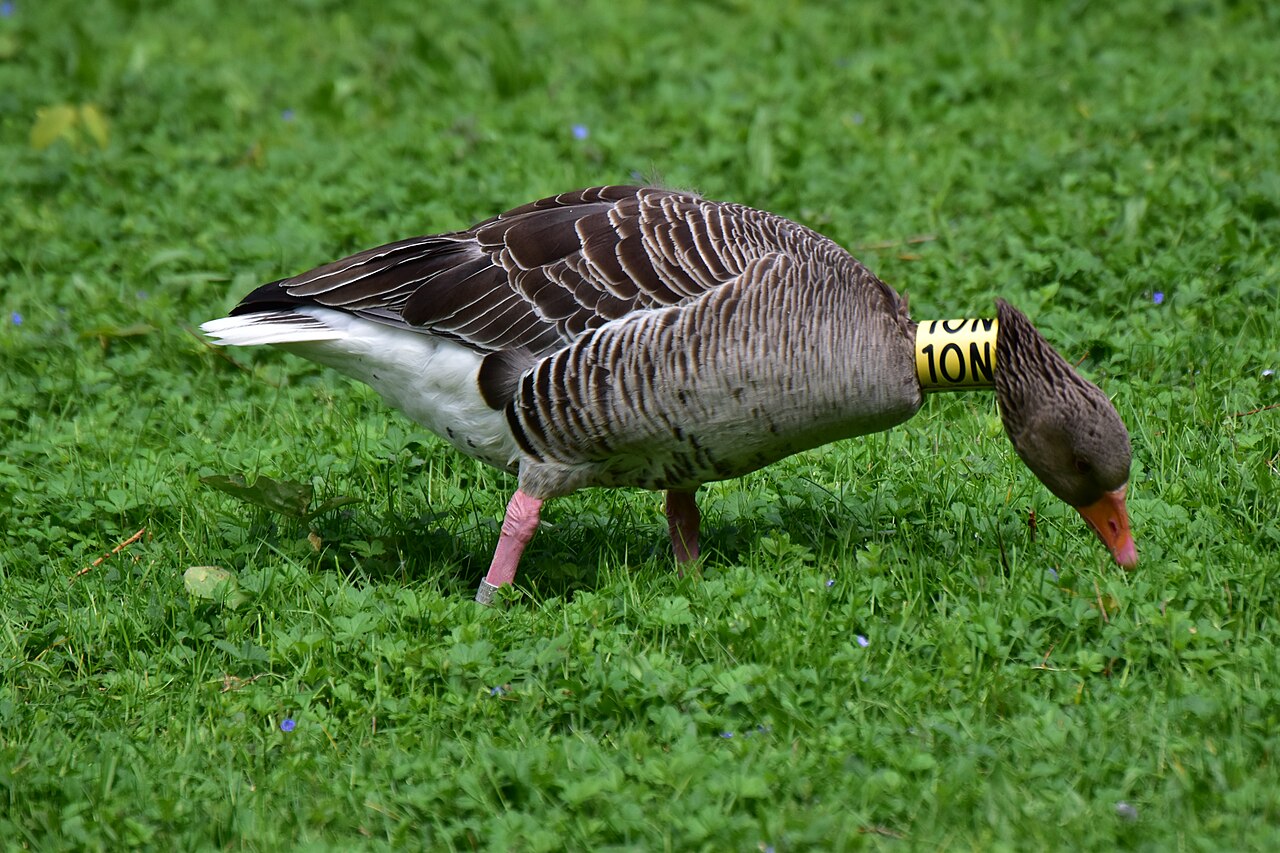 Greylag goose with a yellow coded neck ring feeding on grass