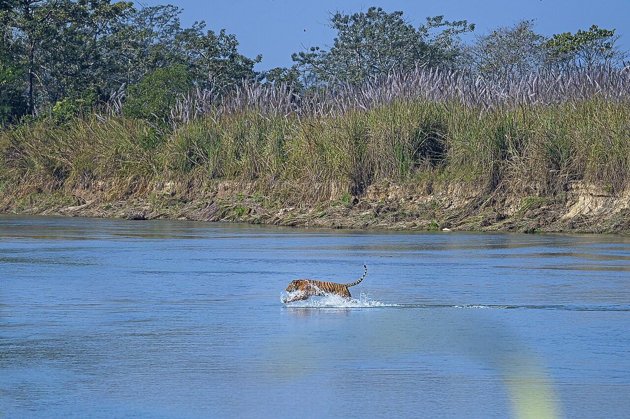 Wild tiger running through water in Chitwan National Park, Nepal