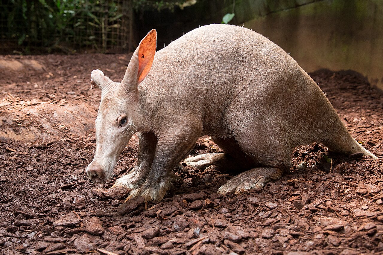 An aardvark crouching on loose soil