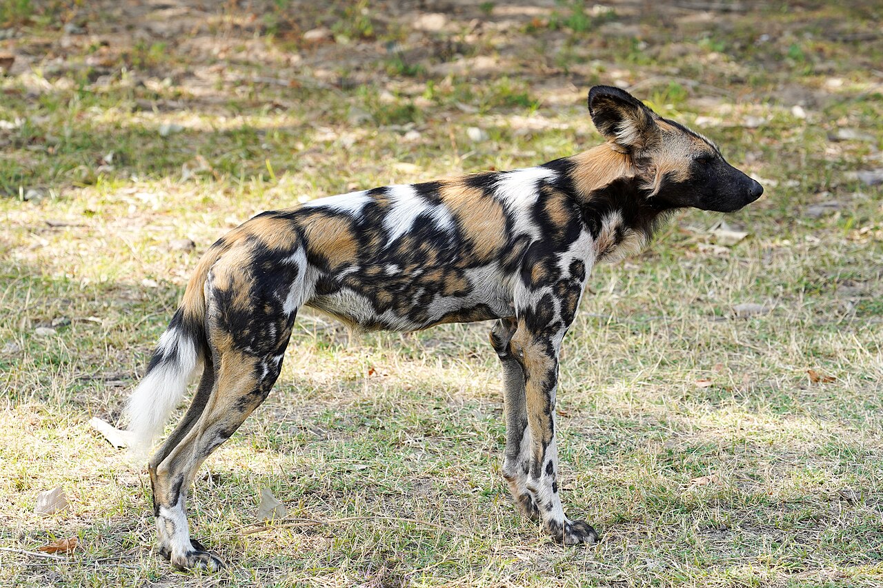 African wild dog standing in Upper Lupande GMA, South Luangwa, Zambia