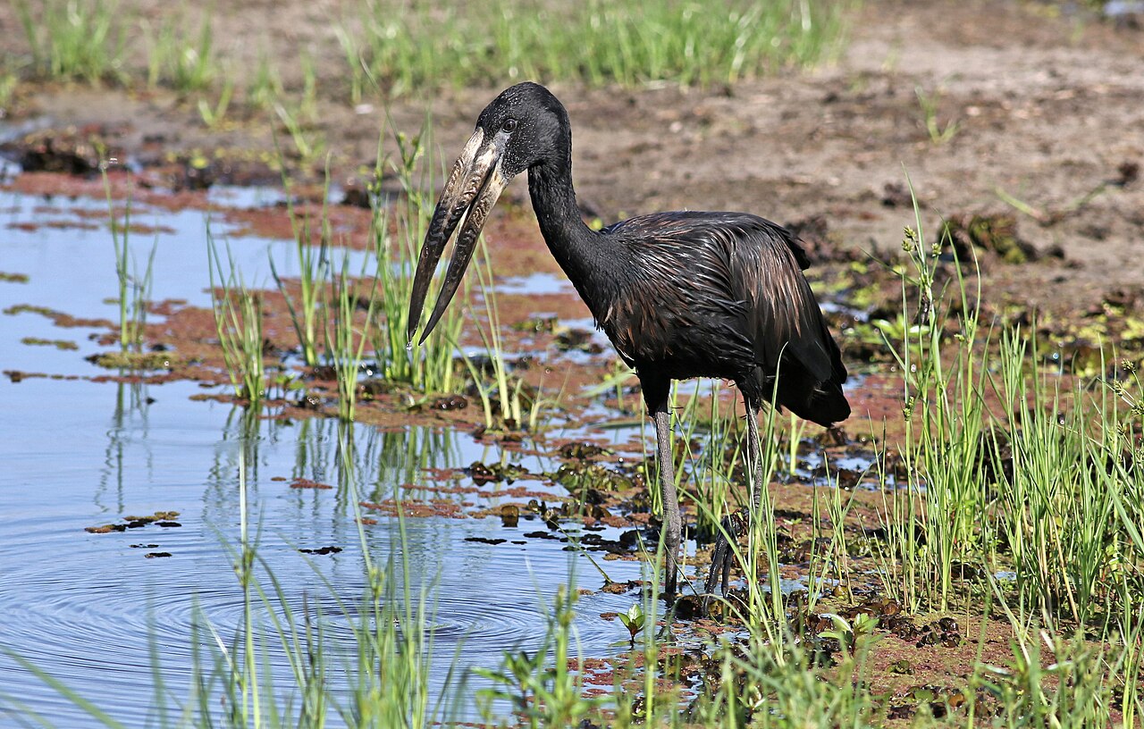 African openbill standing at the edge of shallow wetland vegetation