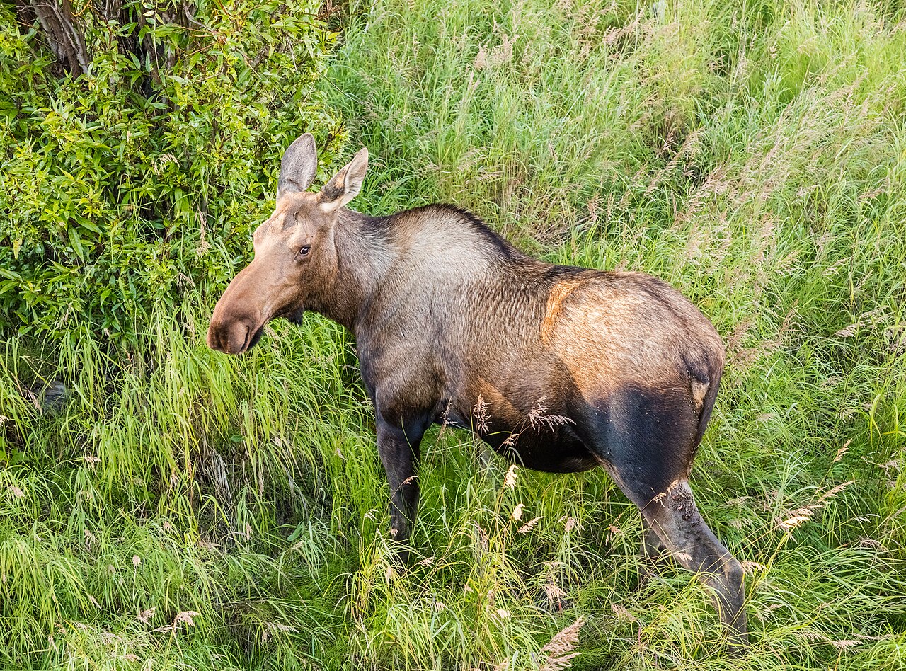 Female moose standing in vegetation at Potter Marsh, Alaska
