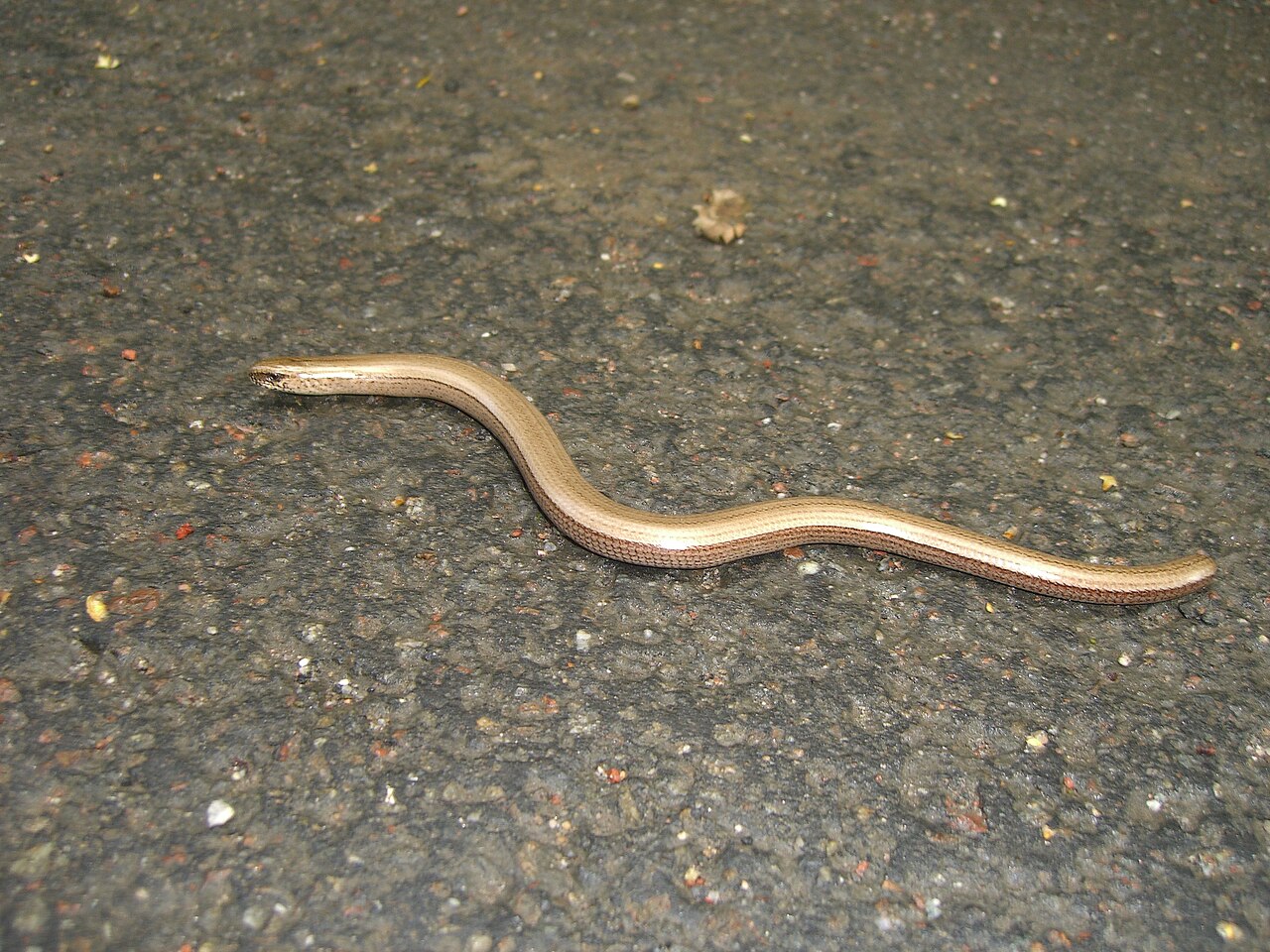 Slow worm moving across a dark surface