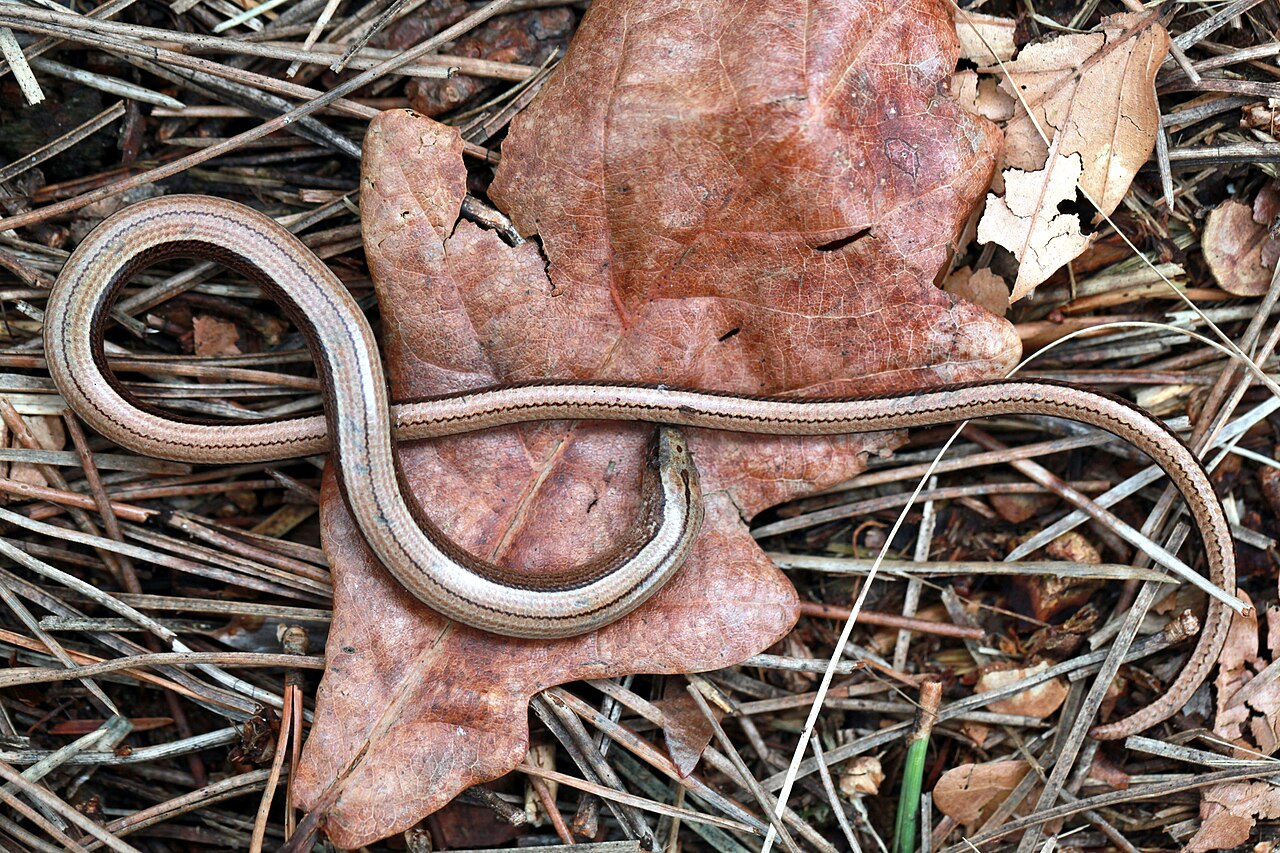 Slow worm stretched across leaf litter and pine needles