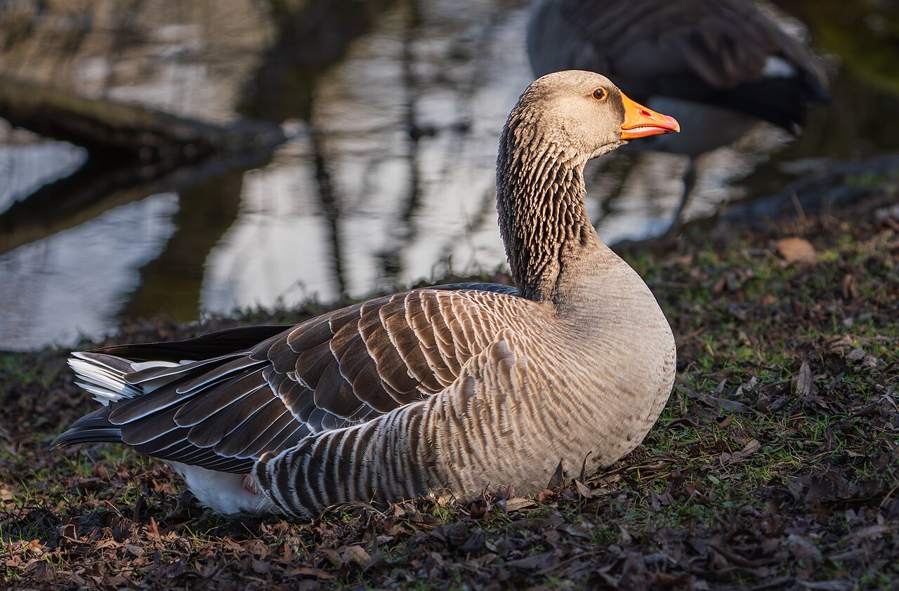 Greylag Goose in Moenchbruch nature reserve, Germany
